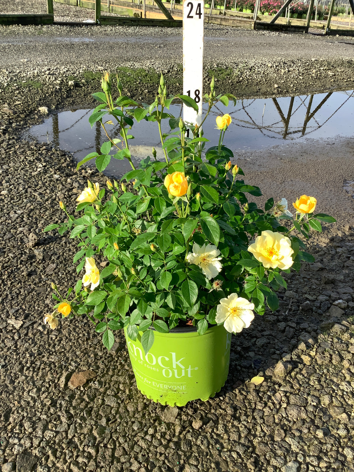 Sunny Knock Out Shrub Rose in a green nursery container displaying golden yellow blooms and buds at various stages.