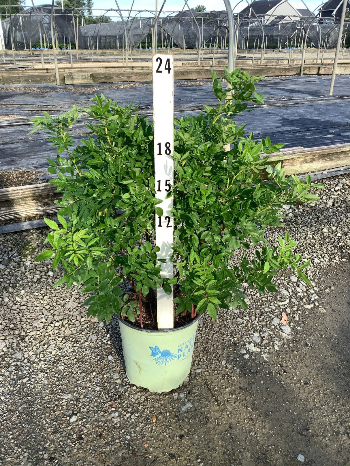 Virginia Rose shrub in a #2 container, showing dense green foliage reaching approximately 18 inches tall.