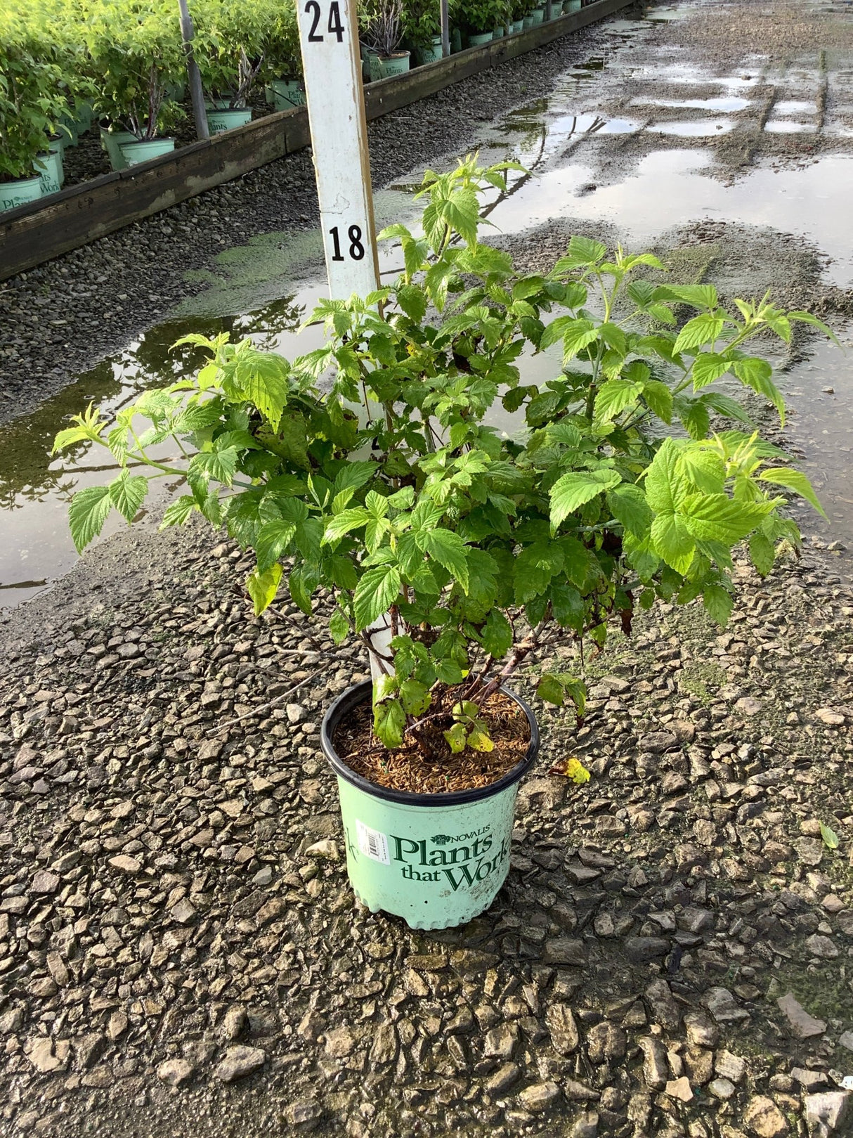 Natchez Blackberry Bush in a #1 container showing lush green foliage at a nursery growing area.