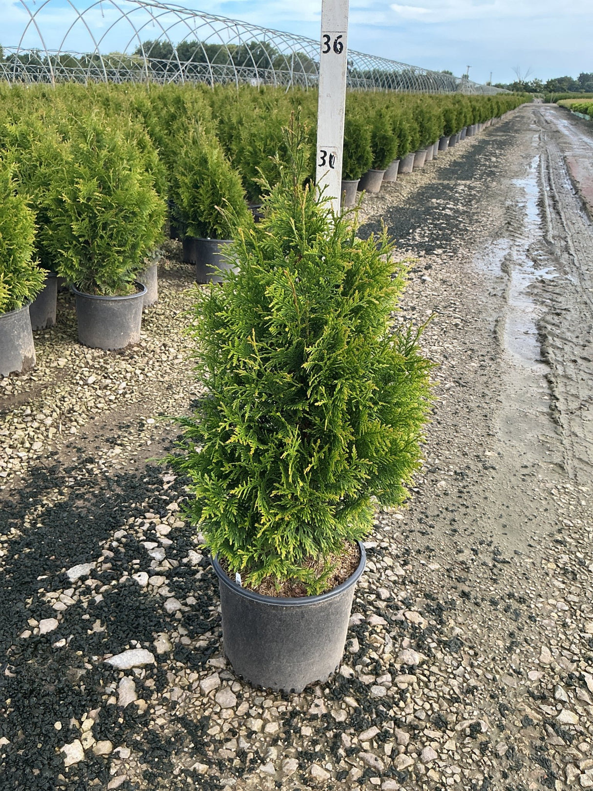 Junior Giant Arborvitae in a nursery container showing dense green pyramidal foliage at a production growing facility.