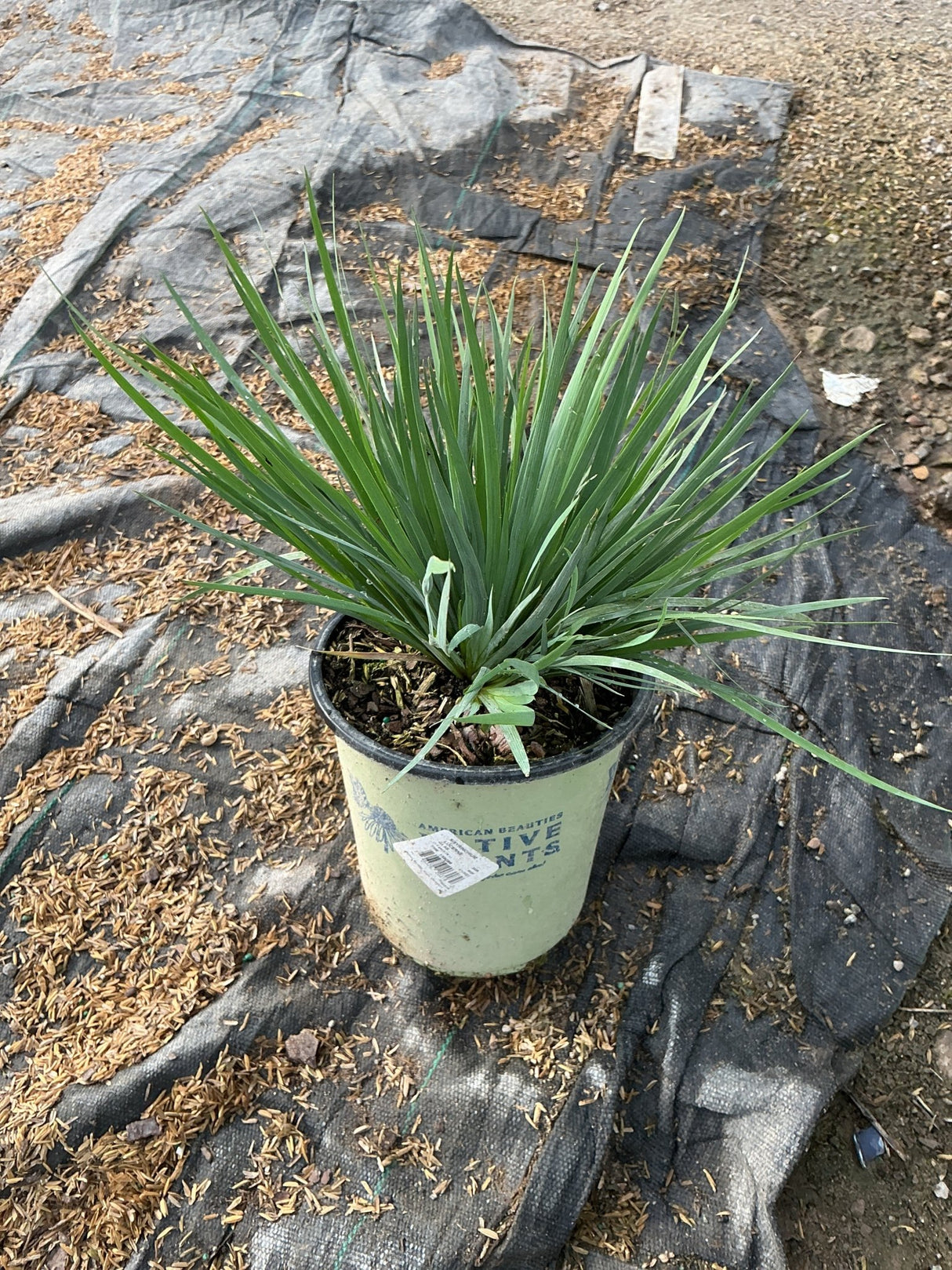 Sisyrinchium angustifolium Lucerne Blue Eyed Grass in a #1 nursery container showing dense clumping green foliage.