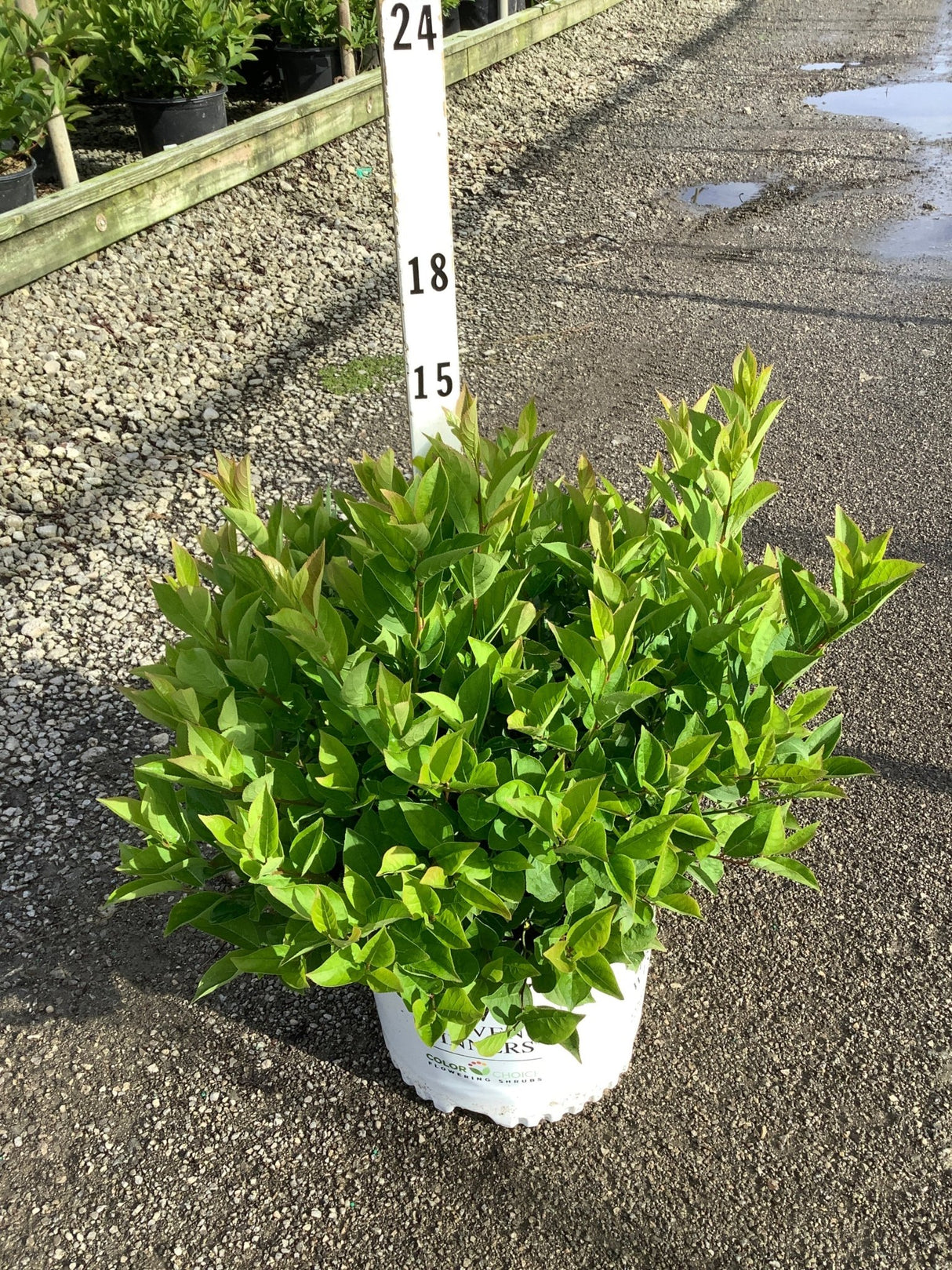 Little Henry Virginia Sweetspire shrub in a #3 container showing dense bright green foliage at a nursery.