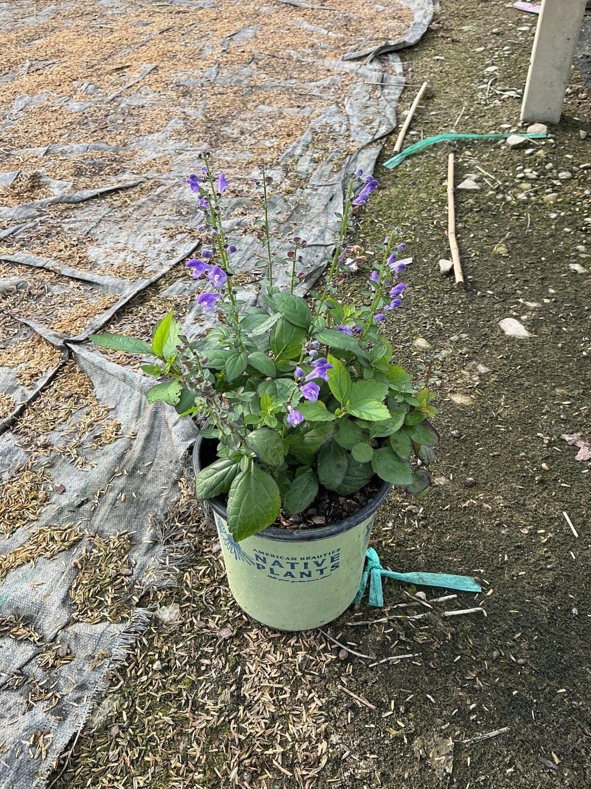 Appalachian Blue Skullcap in a #1 nursery container with purple blooms on upright stems and green foliage.