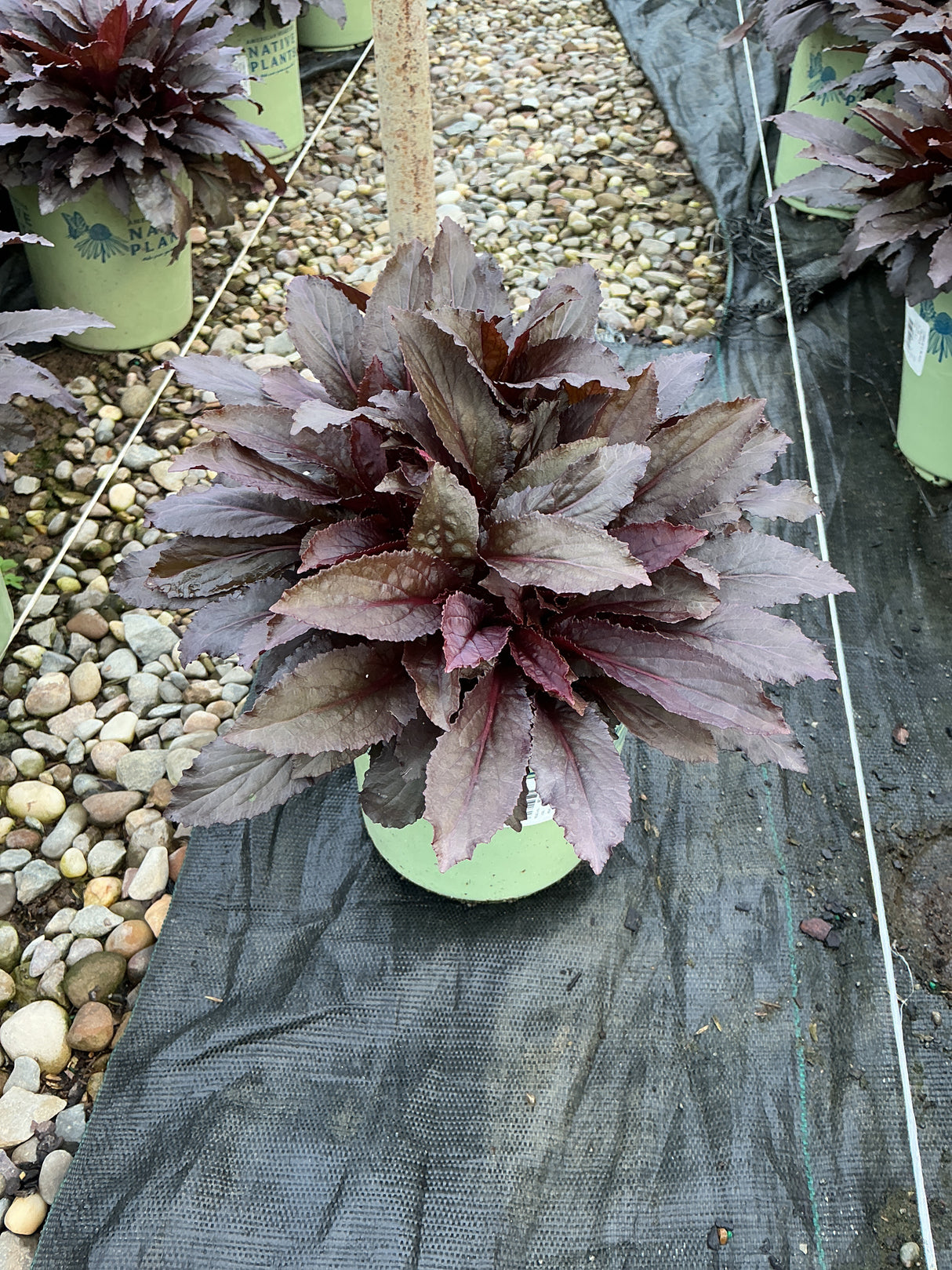 Black Truffle Cardinal Flower in a #1 container displaying deep burgundy-purple rosette foliage at a nursery.