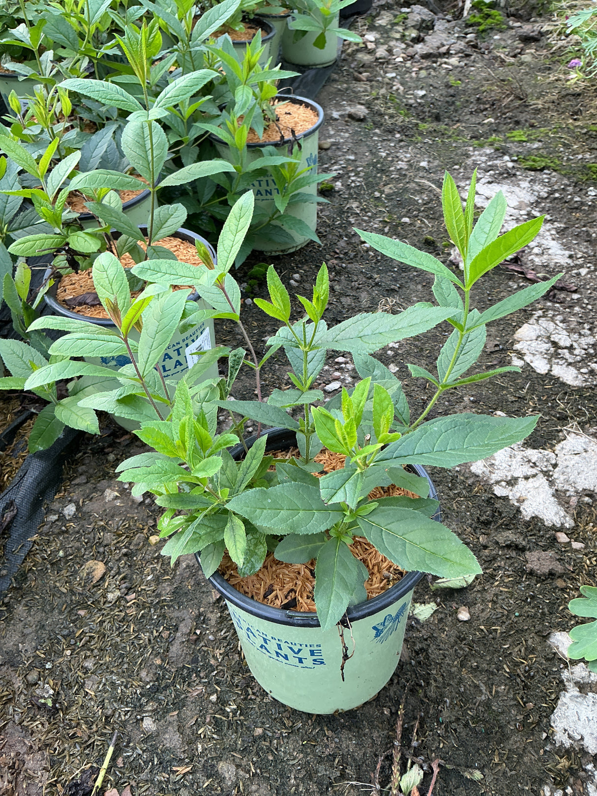 Culvers Root plant in a #1 nursery container showing upright stems with lance-shaped green foliage.