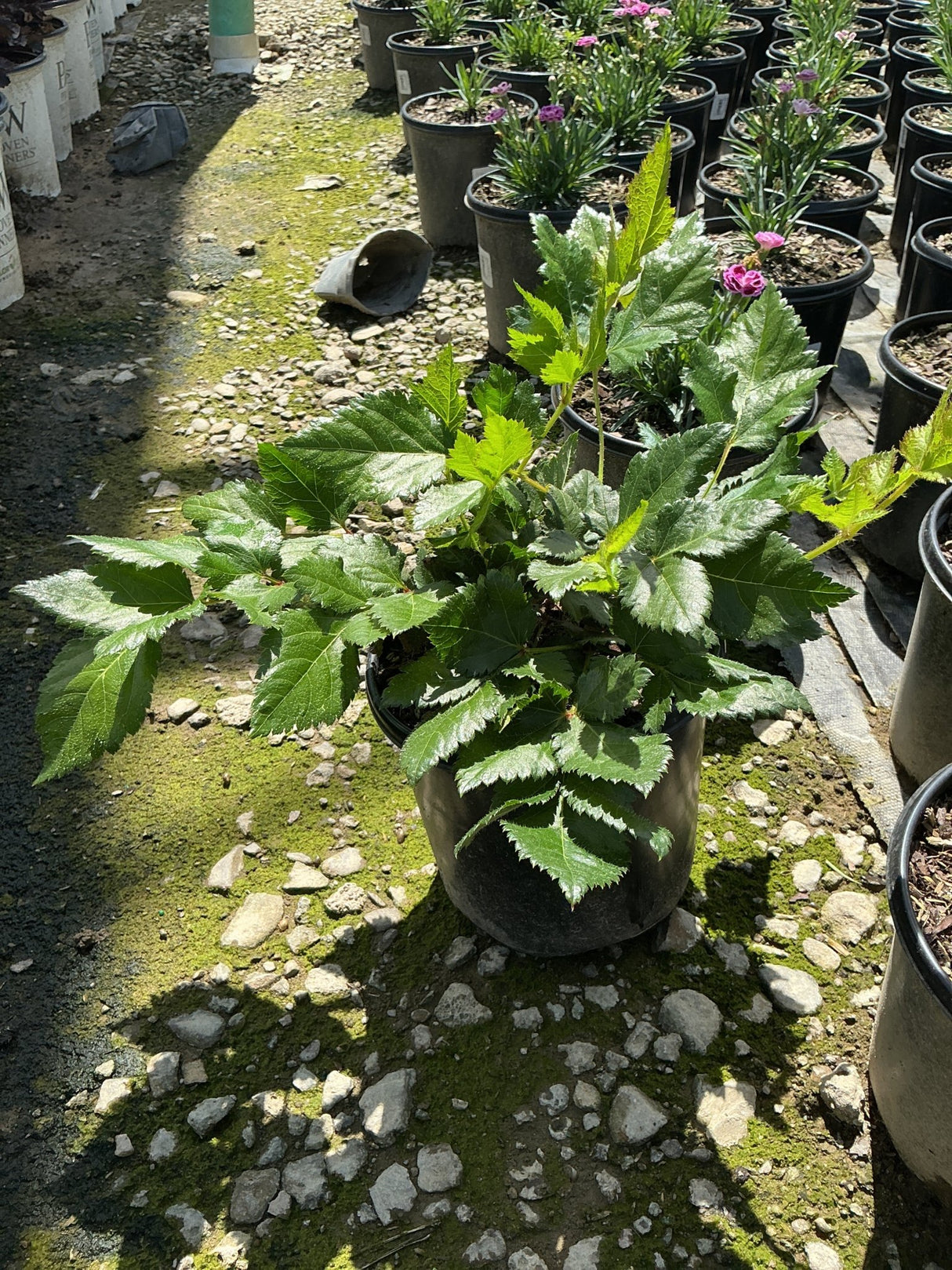Lush green foliage of a Vision in Purple Astilbe growing in a black nursery container at a garden center.