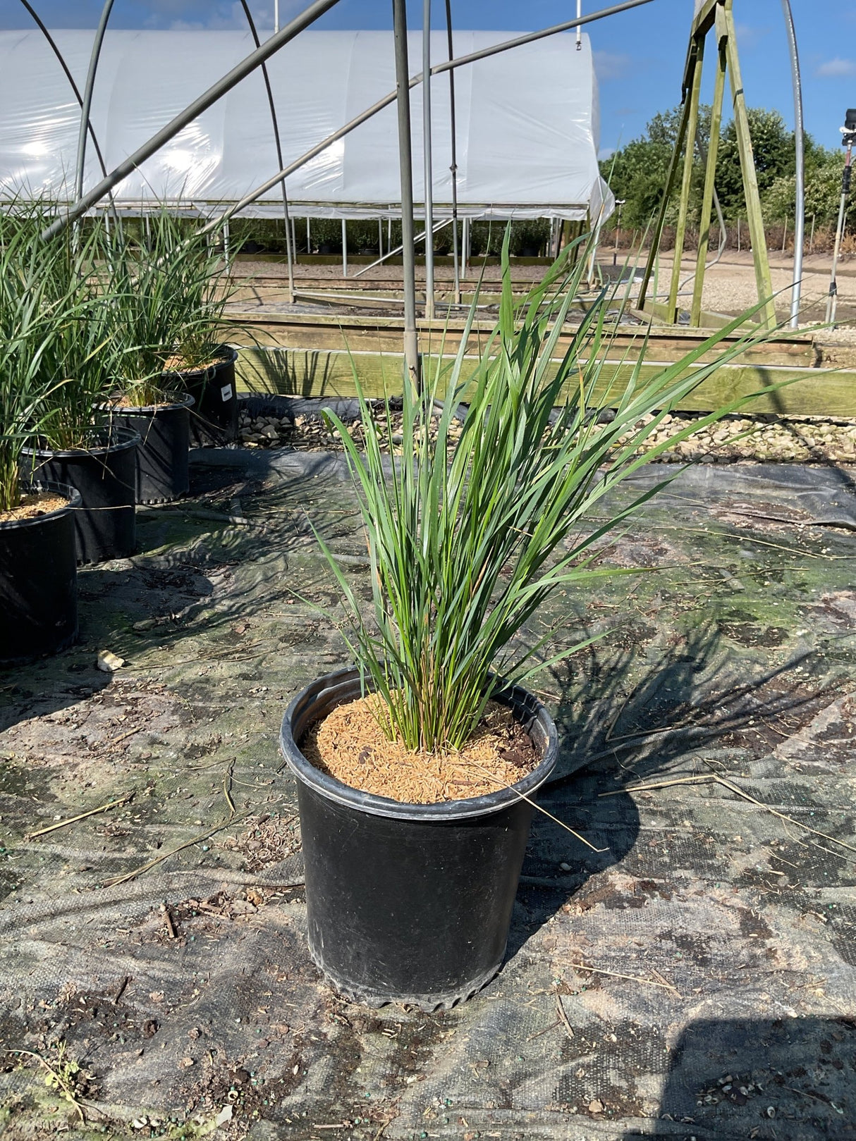Karl Foerster Feather Reed Grass growing in a black #2 nursery container at a plant nursery.