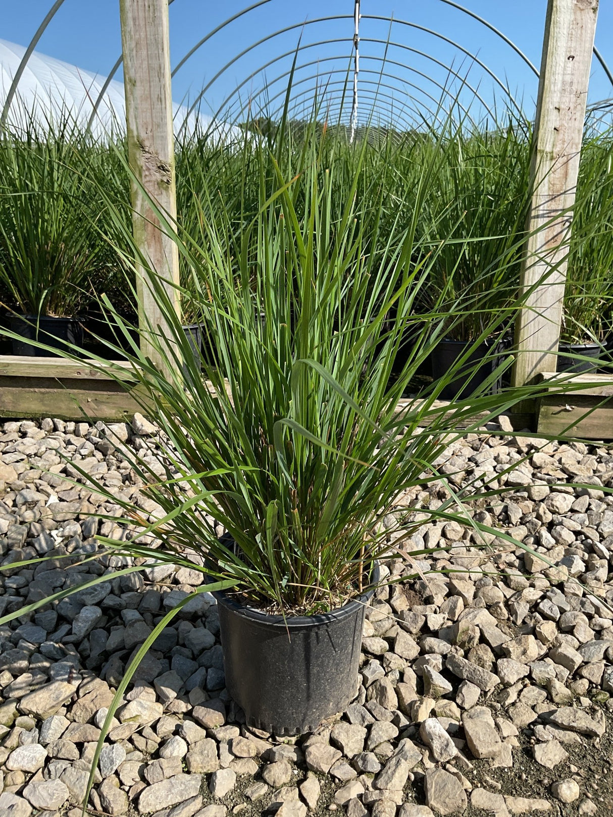 Karl Foerster Feather Reed Grass in a #1 container displaying upright green foliage at a nursery growing facility.