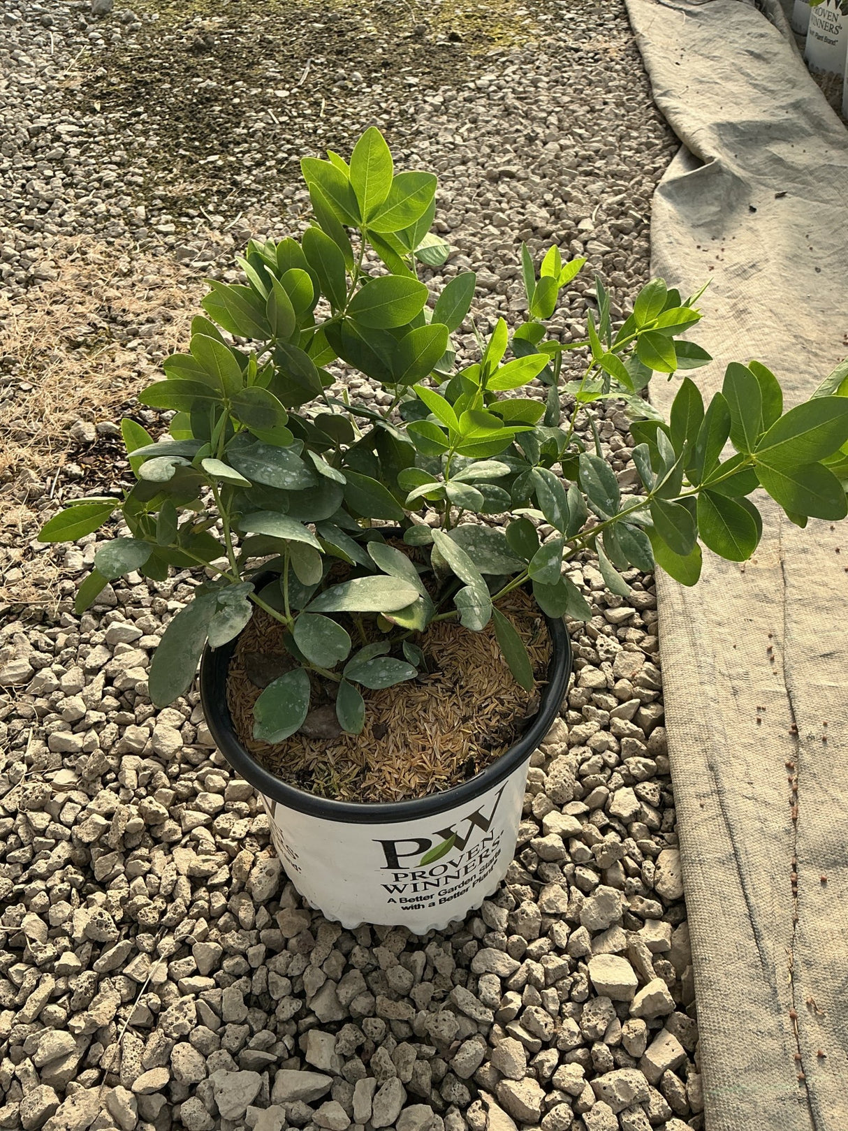 Baptisia Pink Truffles false indigo in a Proven Winners #1 container, showing lush green compound foliage on gravel.