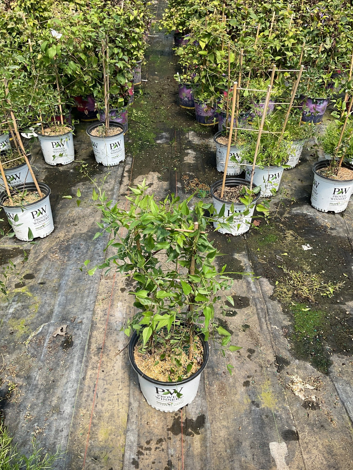 Sweet Summer Love Clematis in a #1 Proven Winners container displaying lush green foliage at a nursery.