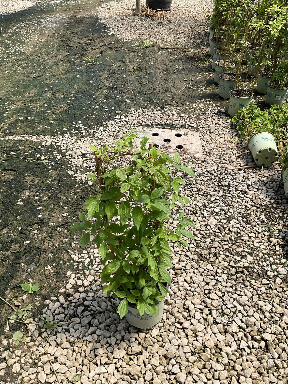 Clematis virginiana Woodbine vine growing in a #1 nursery container on a gravel surface at a plant nursery.