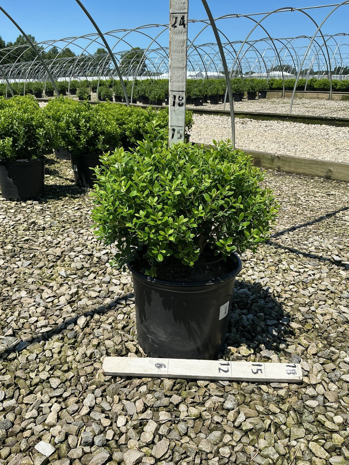 Densa Inkberry Holly shrub in a #3 black nursery container at a gravel-floored growing facility.