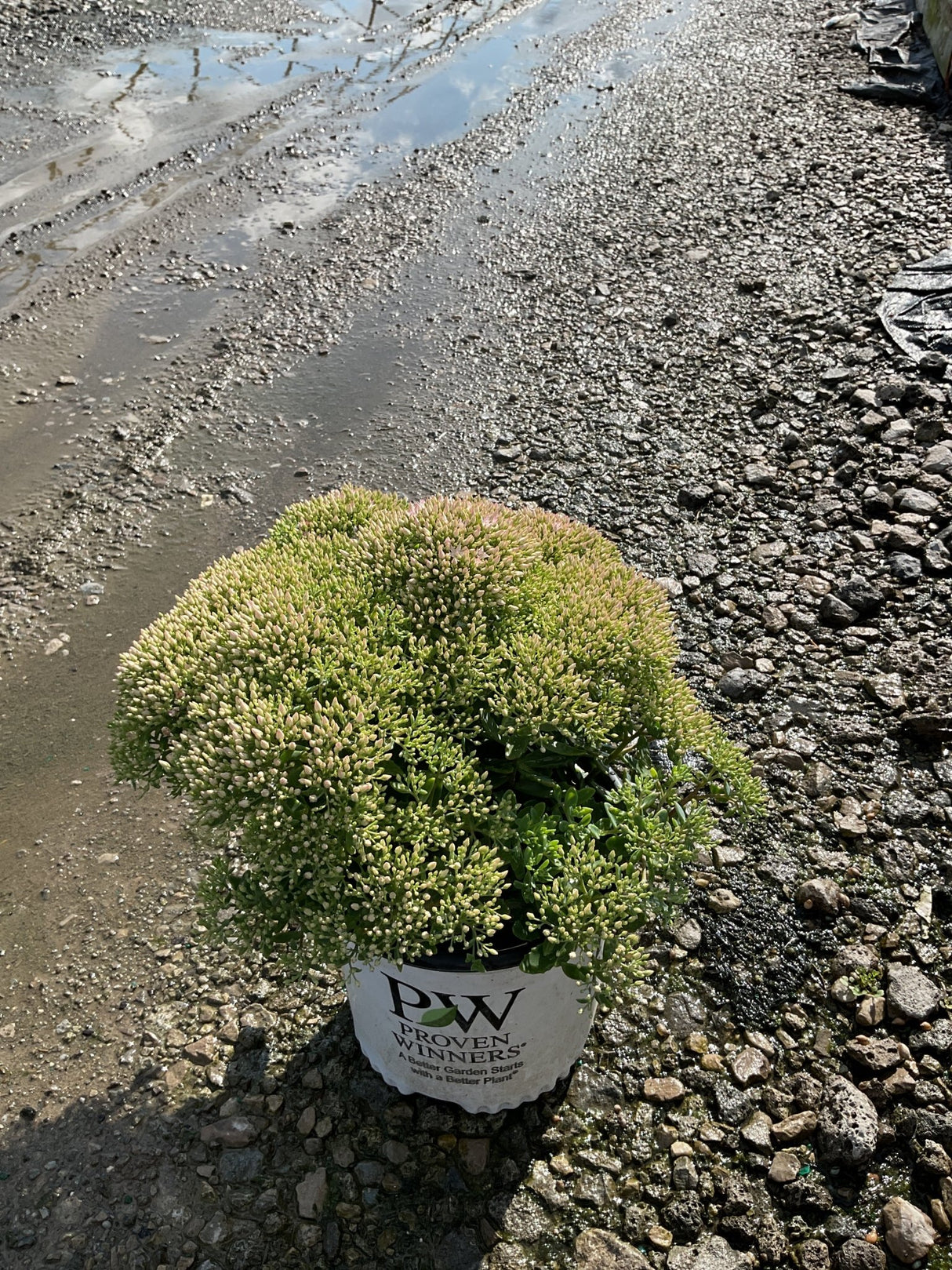 Rock 'N Round Pure Joy Sedum in a Proven Winners container with dense pink-tipped buds ready to bloom.