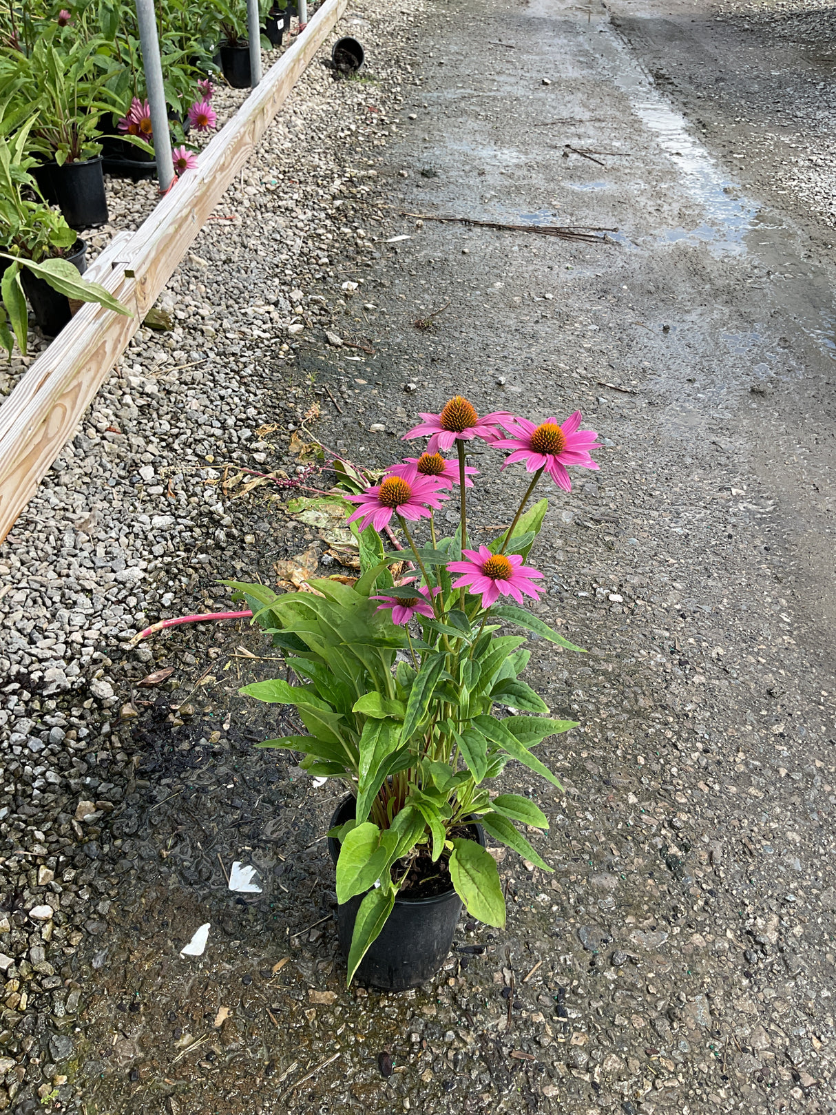 PowWow Wild Berry Coneflower in a #1 black nursery pot with vivid pink blooms and orange-brown centers on gravel.