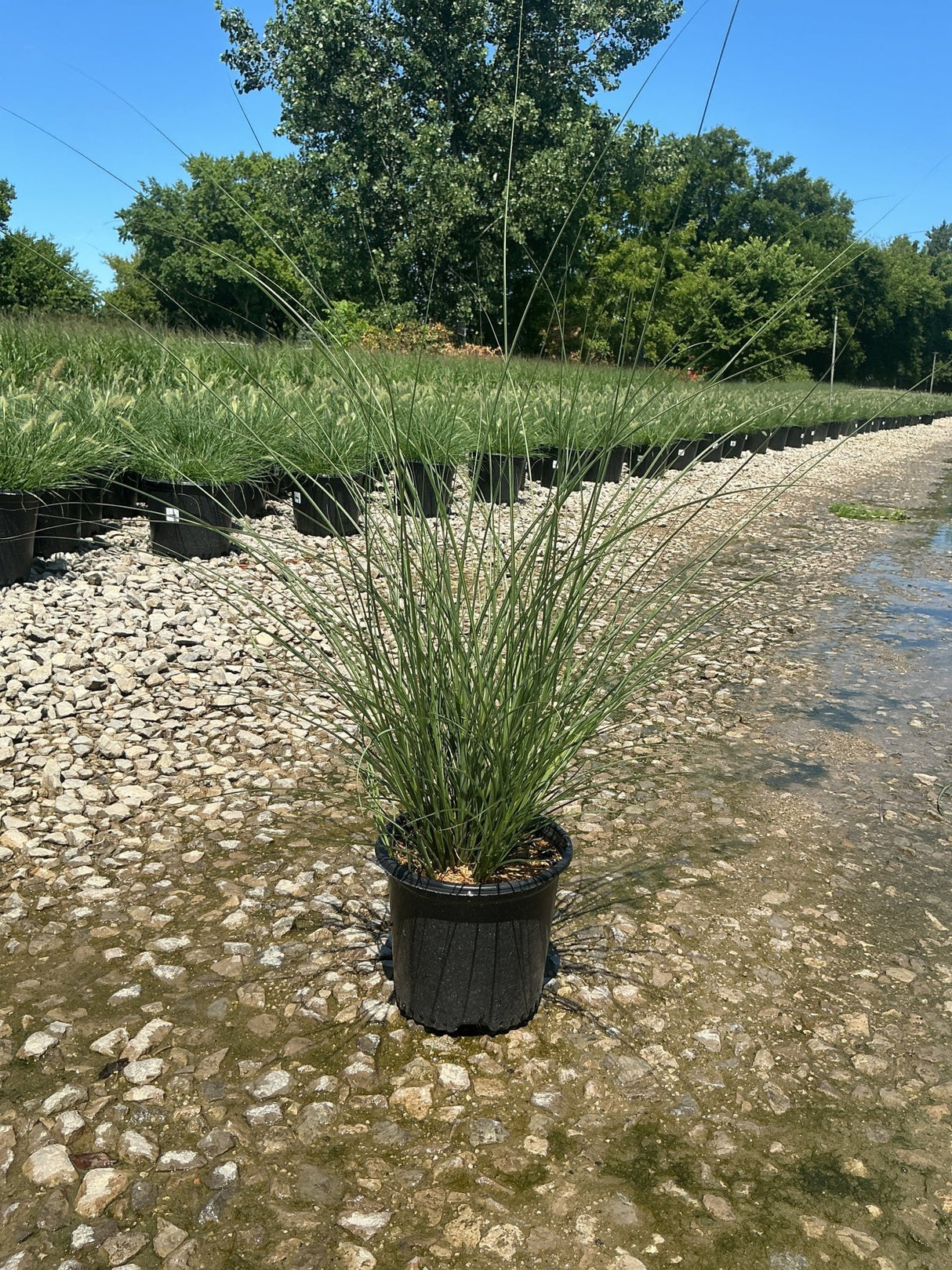 Miscanthus sinensis 'Gracillimus' Maiden Grass in a #1 container displayed on a gravel nursery bed.
