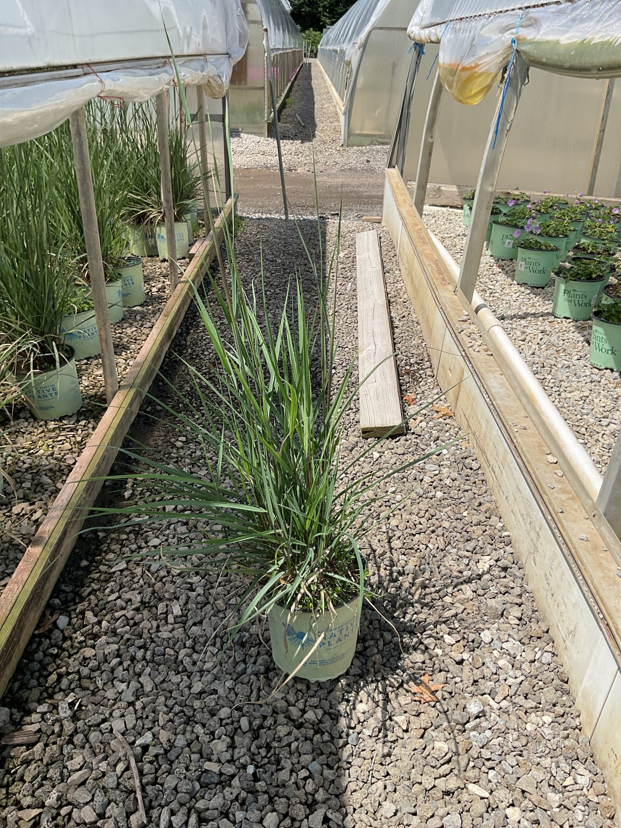 Golden Sunset Prairie Grass in a nursery container showing tall upright green foliage reaching 4 to 5 feet tall.