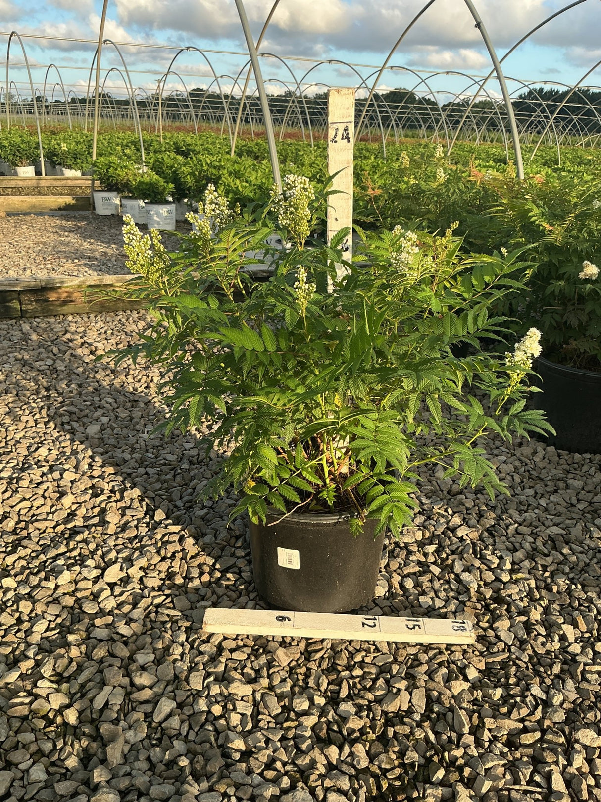 Sem Ash Leaf Spirea shrub in a #3 container displaying feathery green foliage and white flower plumes at a nursery.