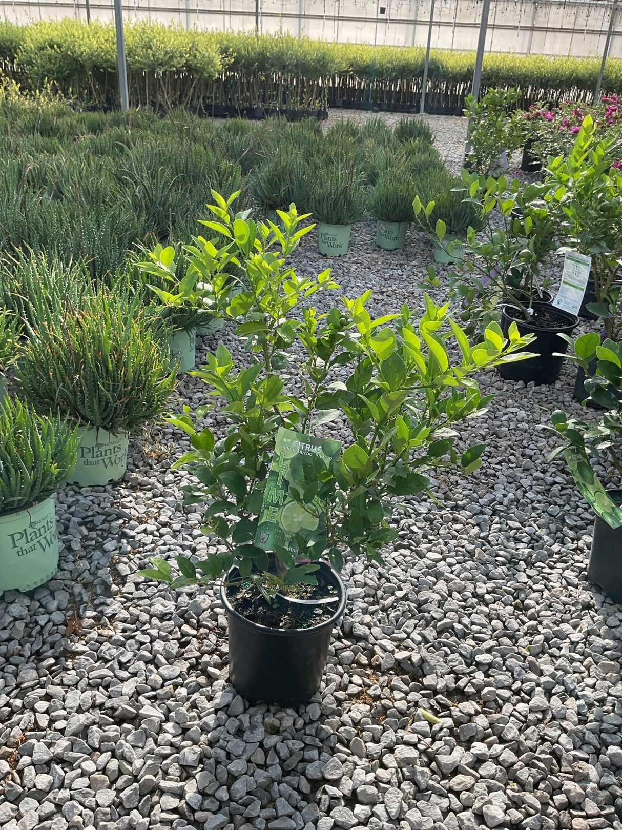 Mexican Key Lime citrus shrub in a #1 black nursery container displayed at a garden center on gravel.