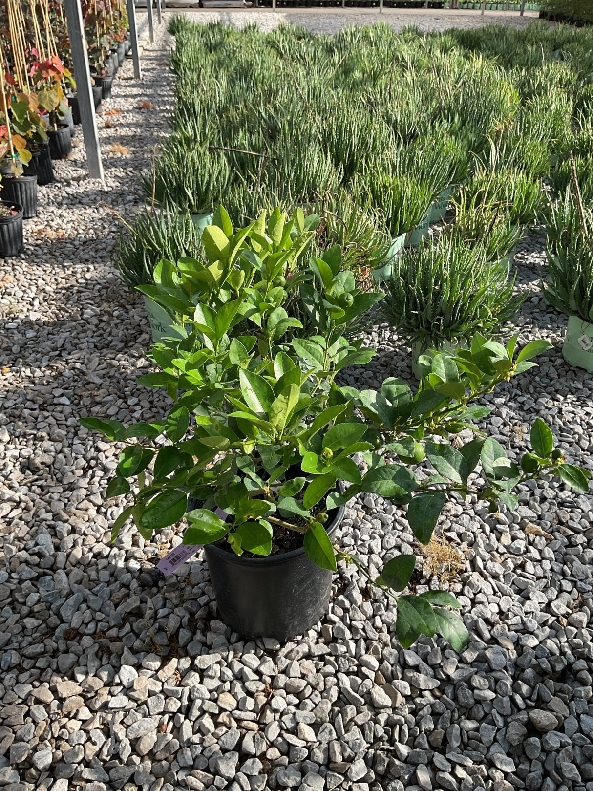Mexican Key Lime shrub in a #3 container with dense, glossy green foliage displayed at a nursery.