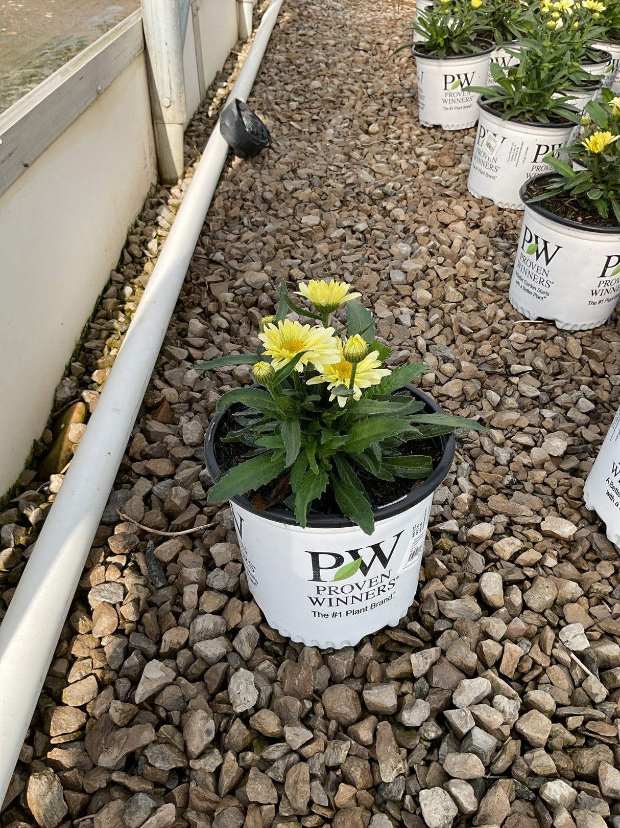 Banana Cream Shasta Daisy in a Proven Winners #1 container showing yellow double blooms and buds on a gravel nursery bed.