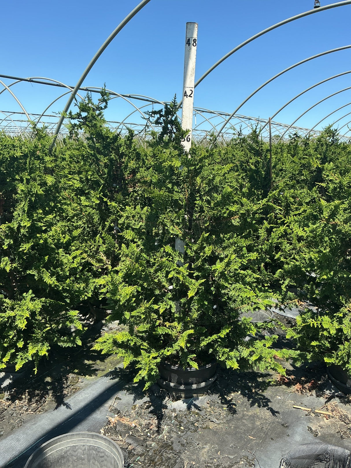 Fernspray Hinoki False Cypress in a nursery container showing dense, fern-like dark green foliage with a pyramidal habit.