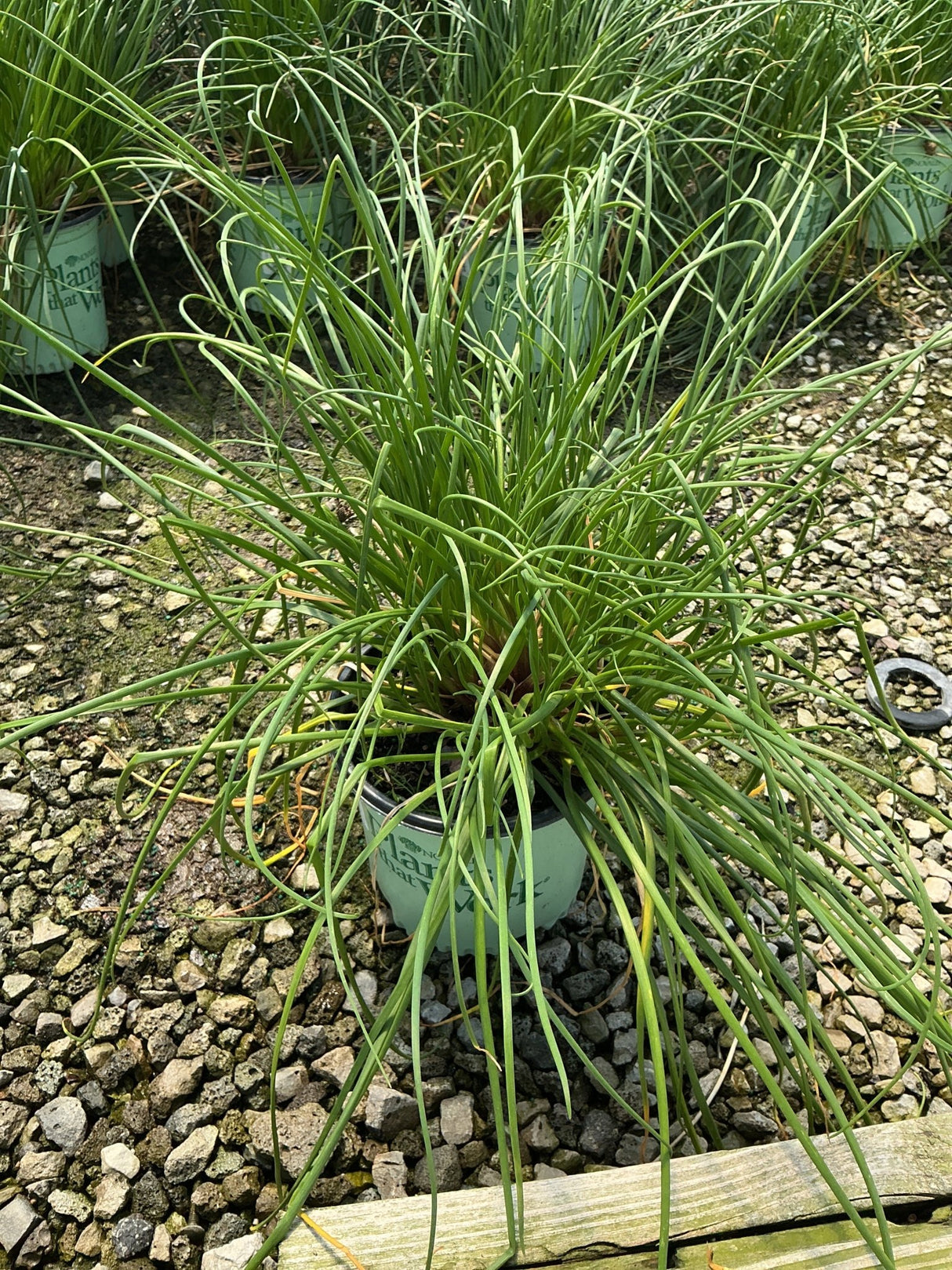 Chivette Chives growing in a nursery container, showing dense clumping habit with slender curling green foliage.