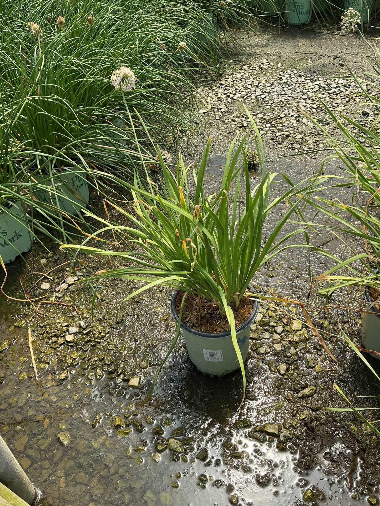 Allium cernuum Nodding Onion in a #1 container with arching green foliage, displayed at a nursery after rain.