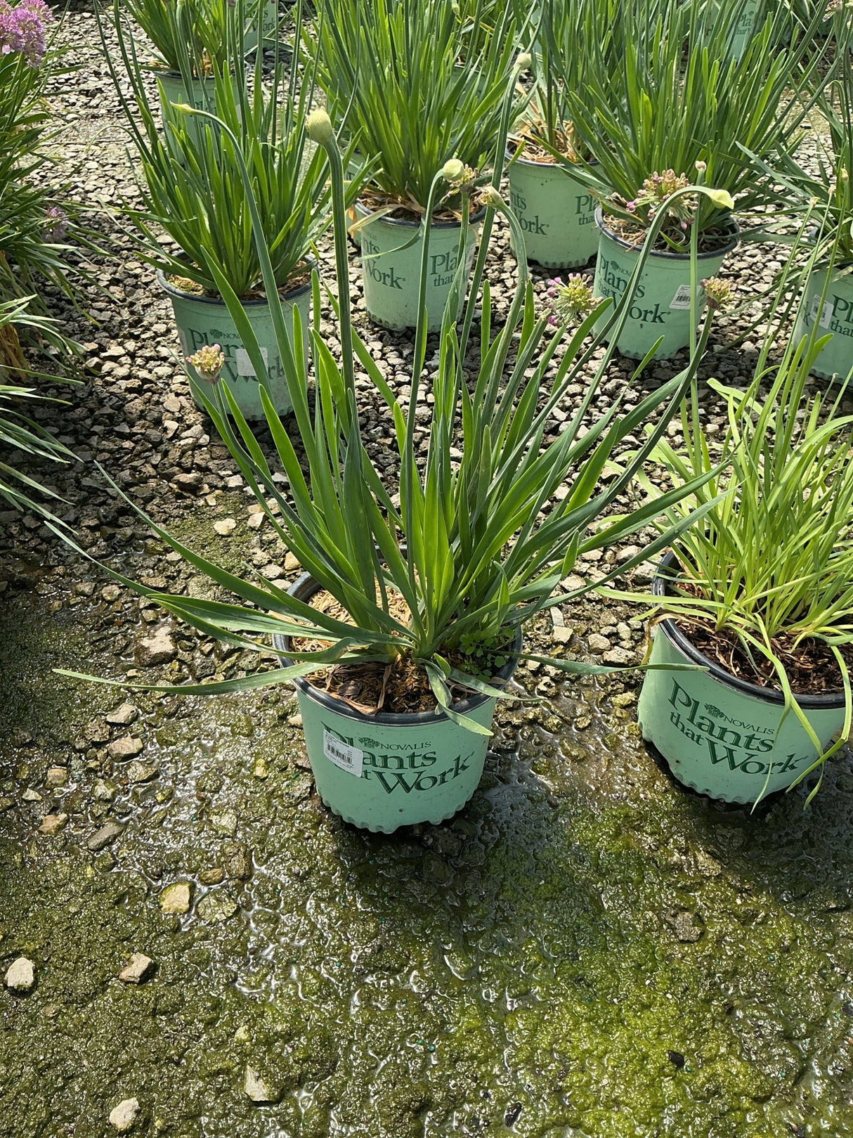 Lavender Bubbles Allium plants in #1 containers at a nursery, showing slender green foliage and budding flower heads.