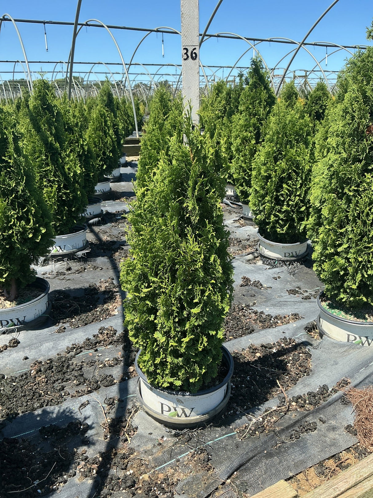 Sting Arborvitae evergreen trees in PW containers growing in rows inside a nursery greenhouse.