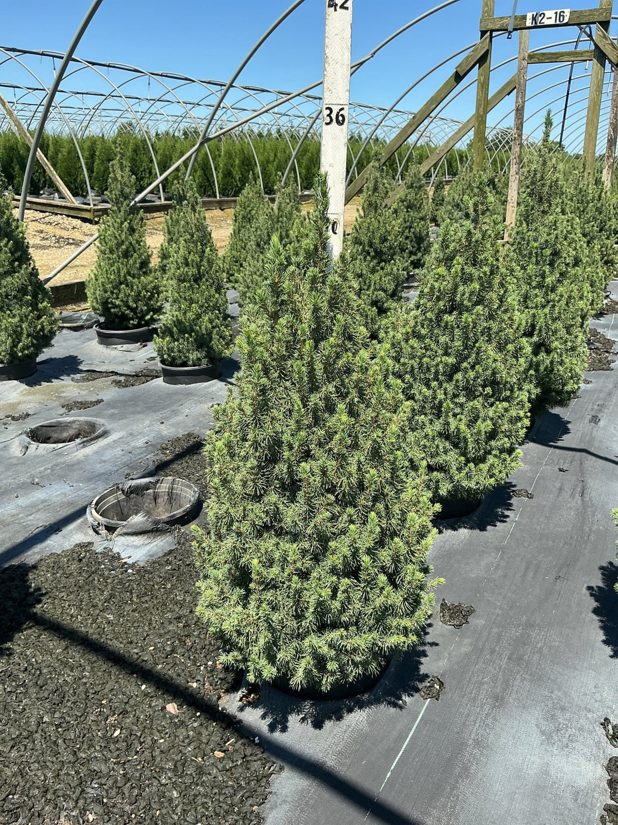 Dwarf Alberta Spruce Picea glauca Conica in a #3 container at a nursery, showing its dense conical habit and fine green needles.