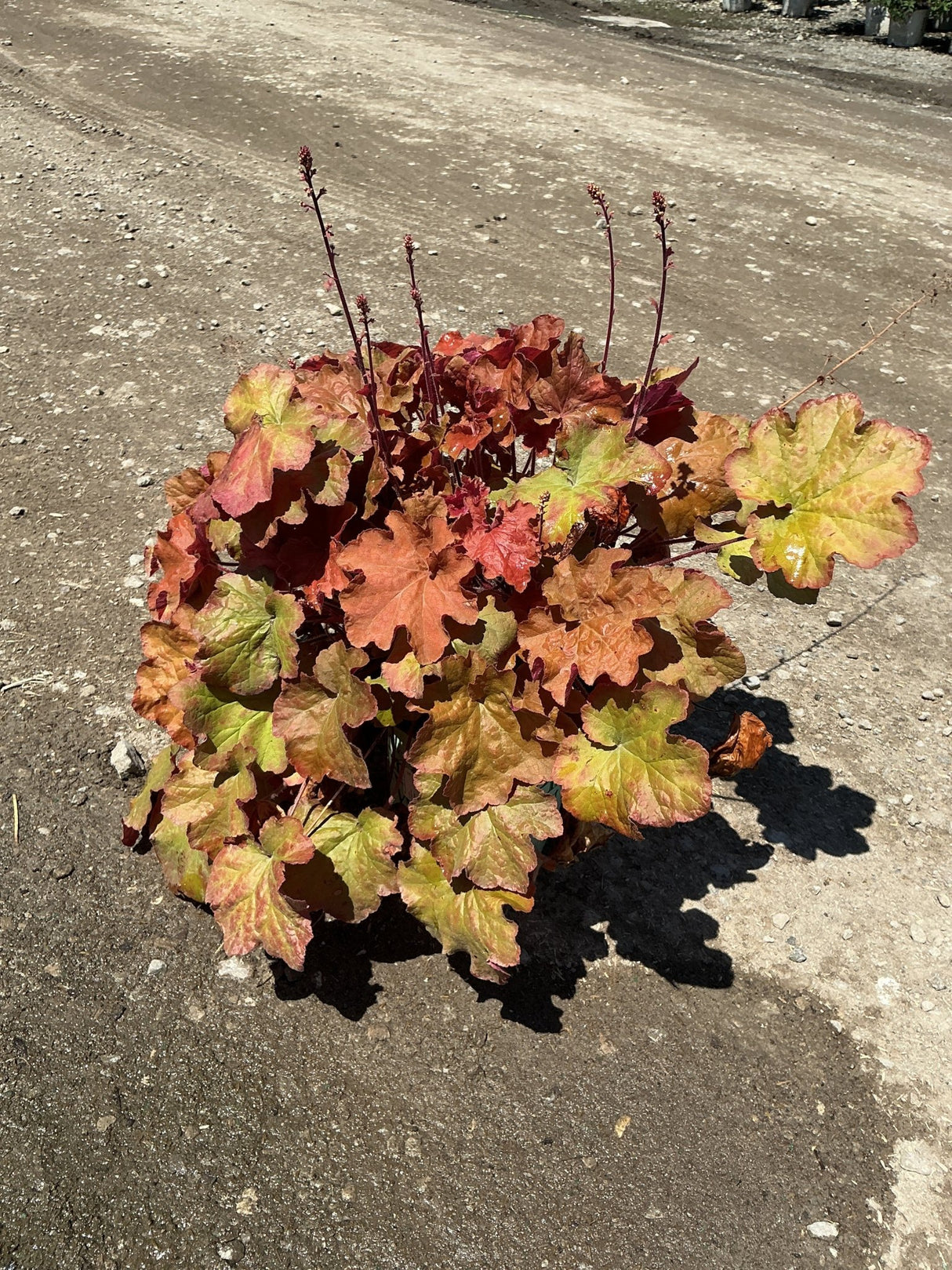 Heuchera 'Caramel' coral bells showing warm amber and copper foliage with slender dark flower spikes rising above the mound.