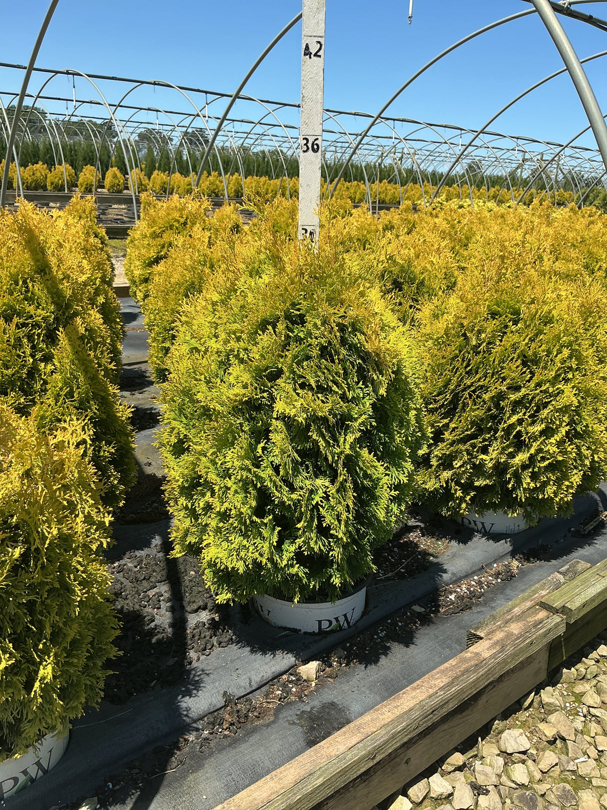 Fluffy Western Arborvitae shrubs with golden-yellow foliage growing in white PW containers inside a greenhouse nursery.