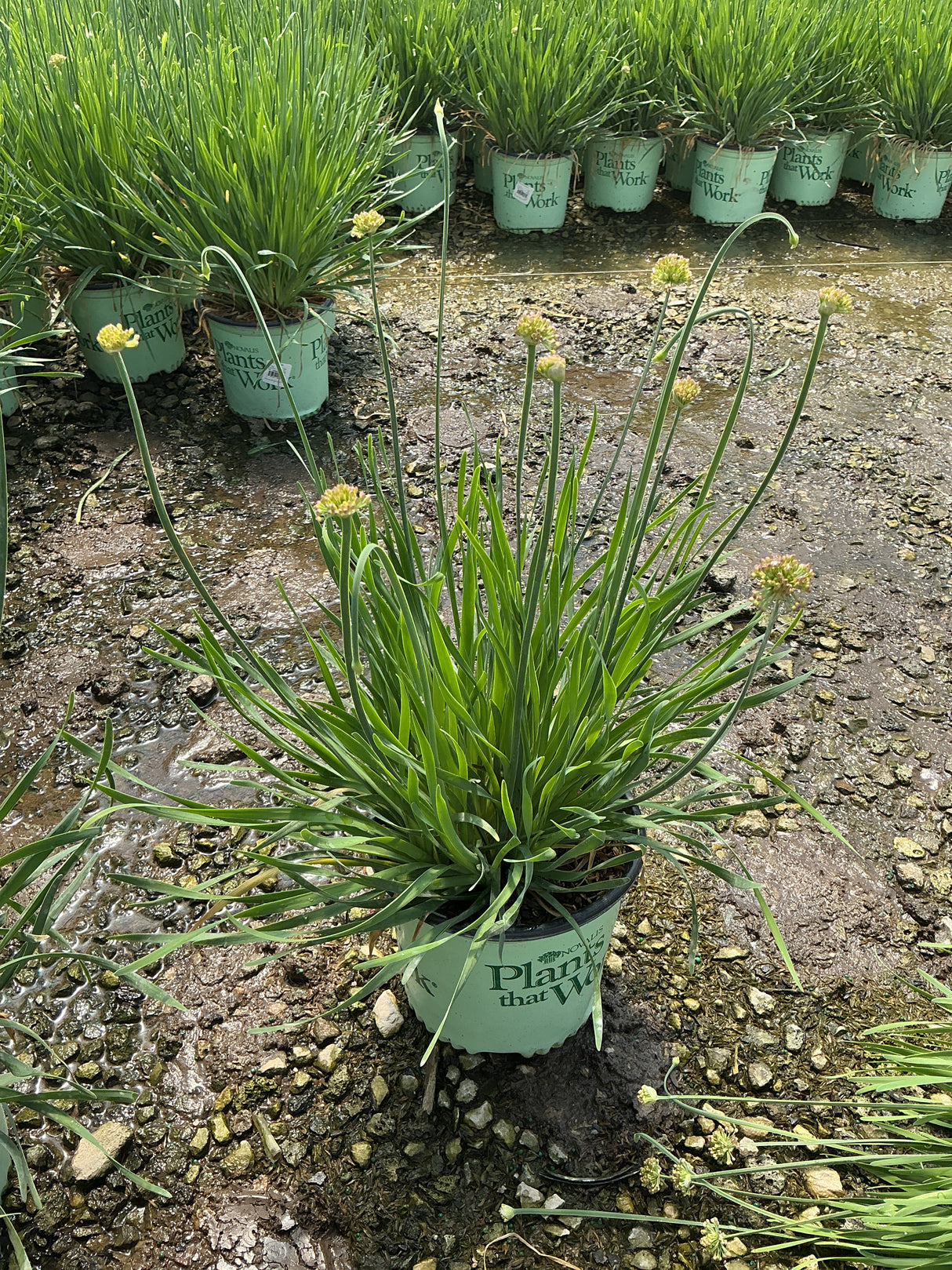 Allium Medusa growing in a nursery container with long arching foliage and globe-shaped flower buds forming on tall stems.