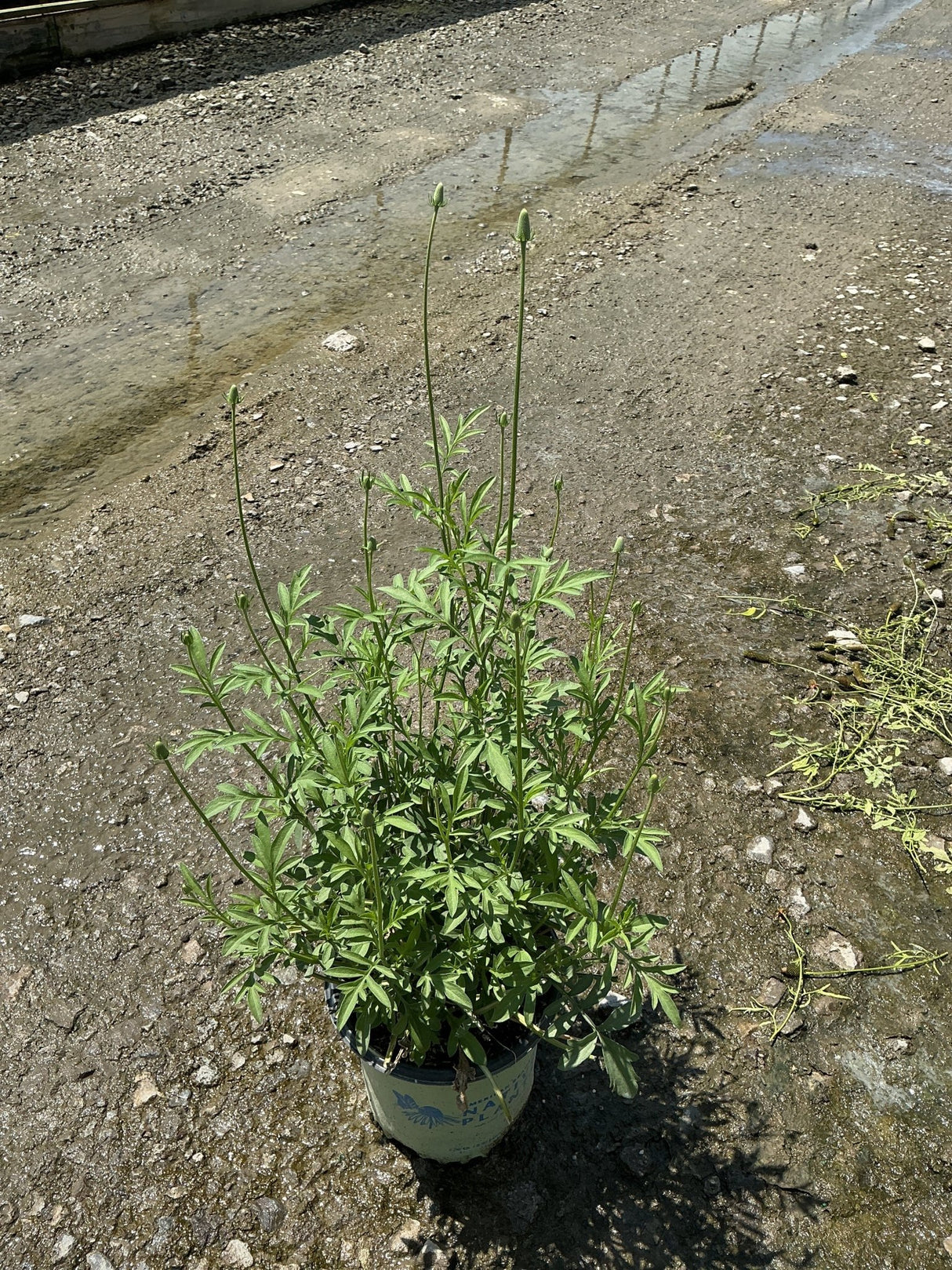 Red Midget Ratibida plant in a #1 container showing upright stems with rounded buds ready to bloom.