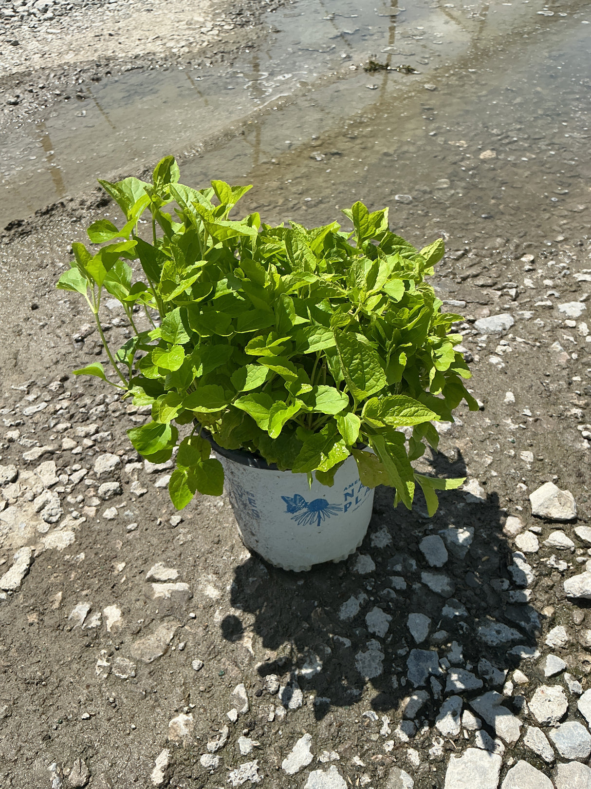 Blue Mistflower in a #1 container showing dense green foliage, placed on a gravel surface in bright sunlight.