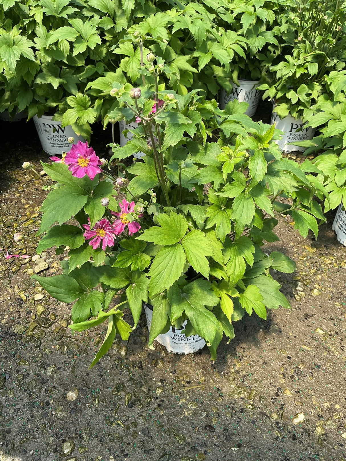 Fall in Love Sweetly Japanese Anemone in a Proven Winners container with bright pink semi-double blooms and dark stems.