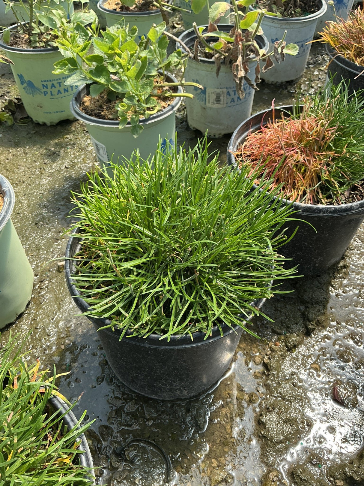 Armeria maritima Splendens Sea Thrift growing in a black nursery container, showing dense mounding green foliage.