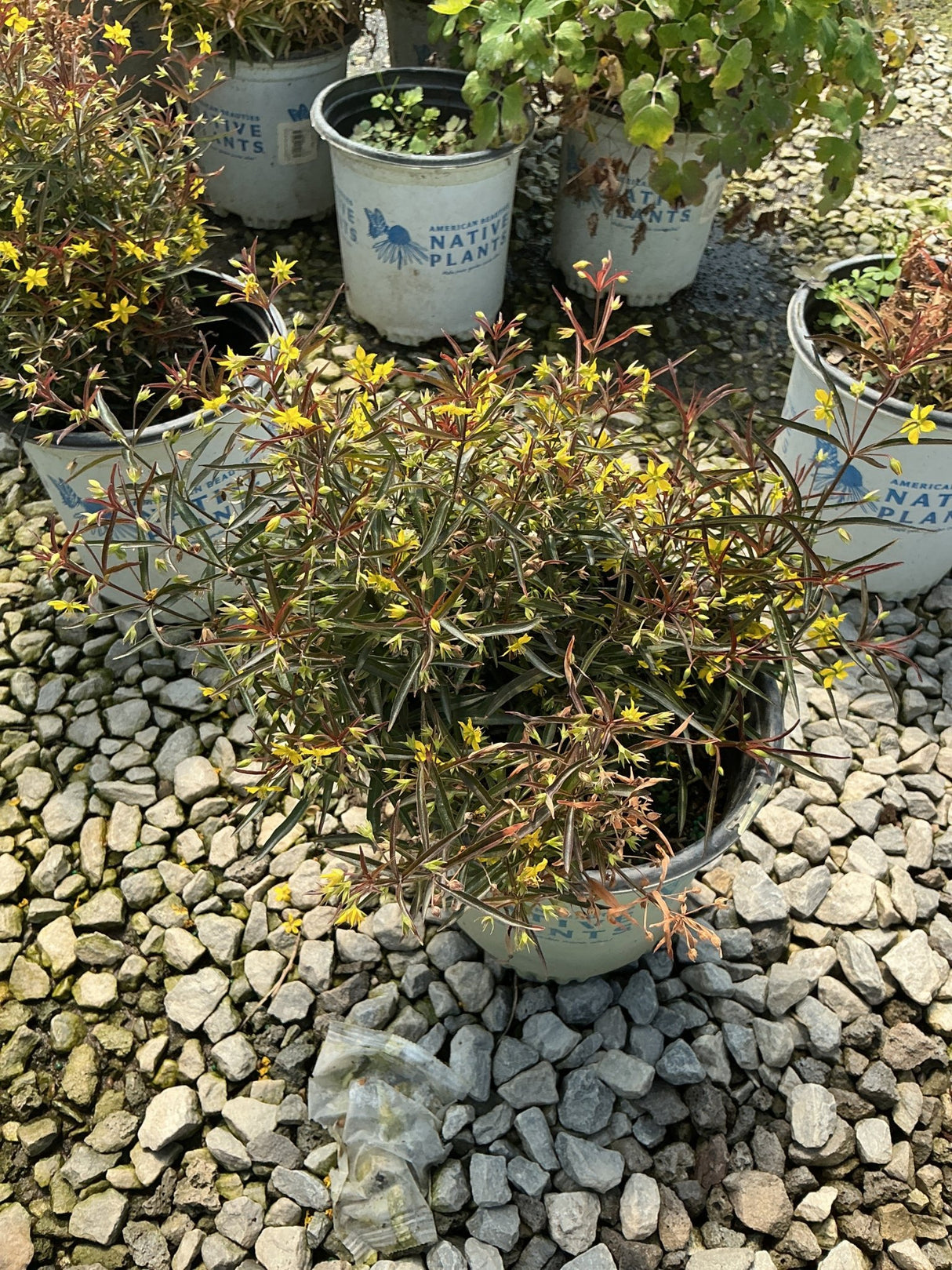 Purple Lance-Leaved Loosestrife in a nursery container showing reddish-purple stems with small yellow blooms.