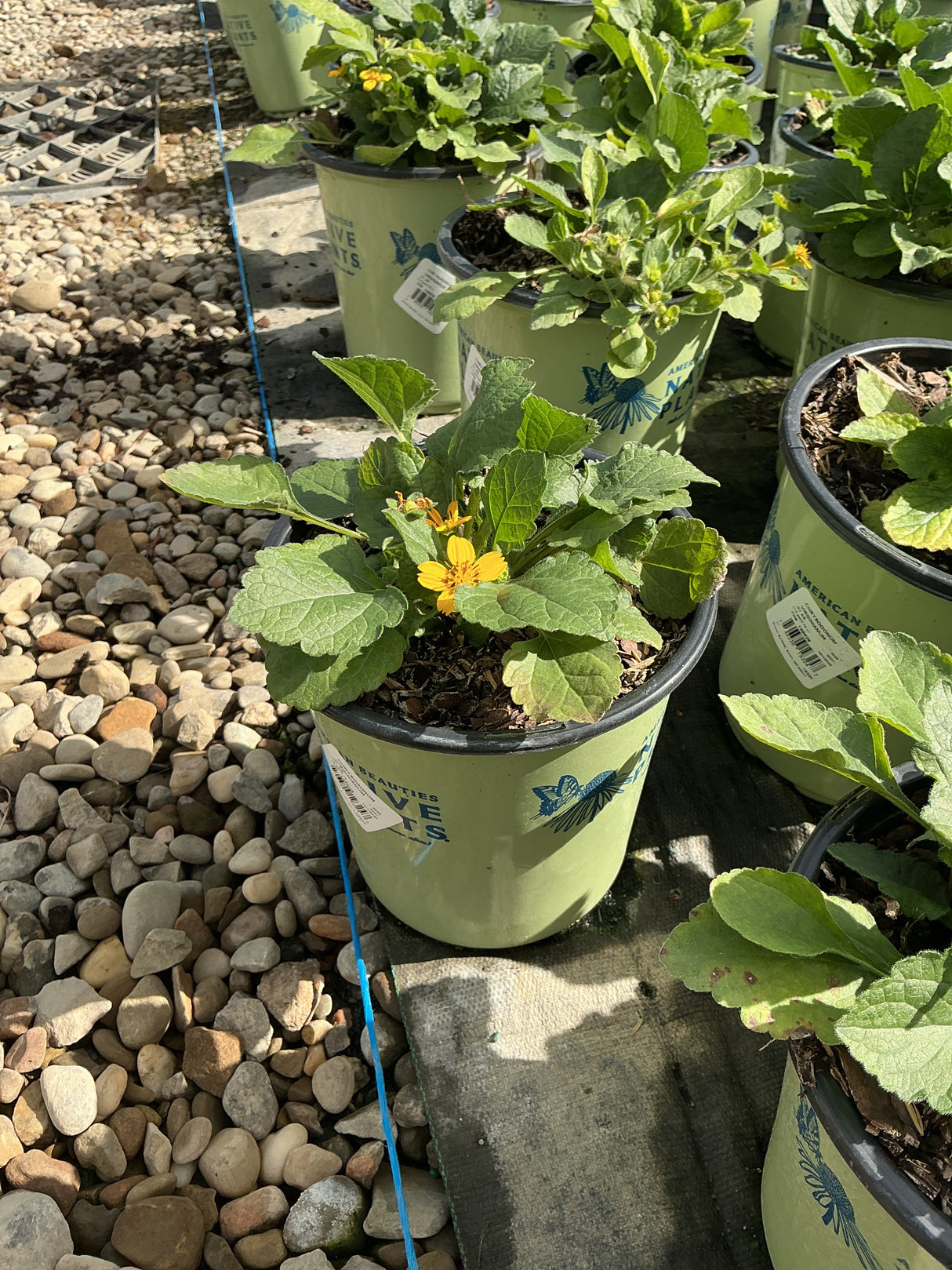 Golden Star Chrysogonum virginianum in a #1 container showing bright yellow blooms and fuzzy green foliage at a nursery.