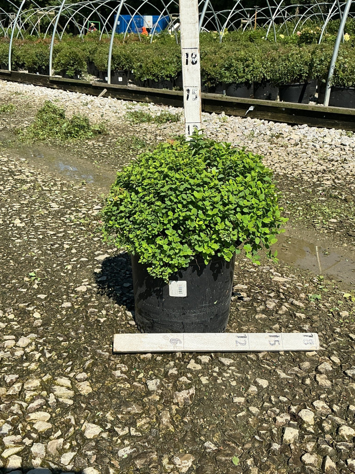 Little Princess Spirea shrub in a #3 container showing dense mounded green foliage at a nursery.
