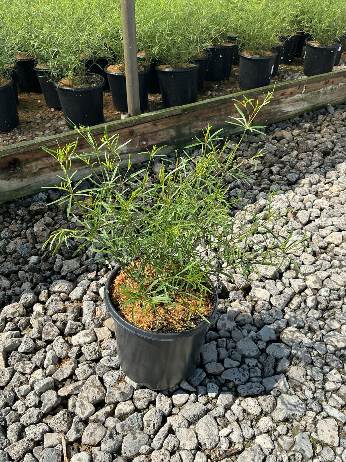 Moonbeam Coreopsis in a #1 nursery container showing fine, thread-like green foliage at a garden center.