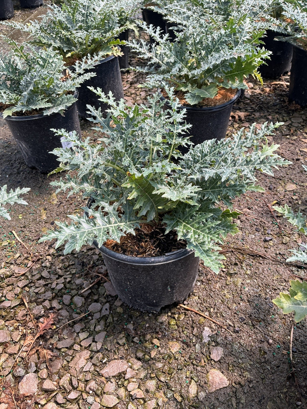 Acanthus spinosus Spiny Bear's Breeches in a black nursery container showing deeply lobed silvery-green foliage.