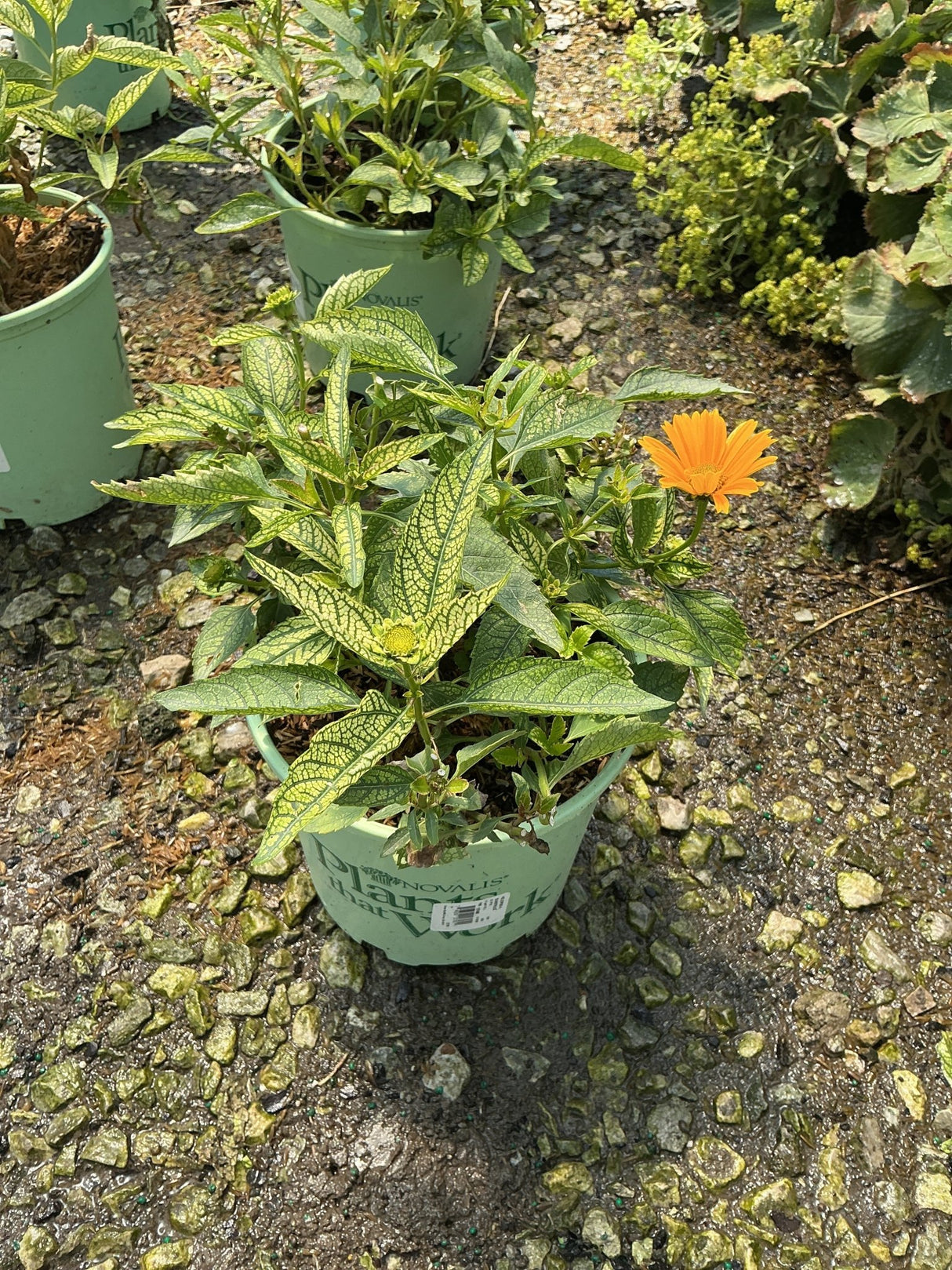 Sunstruck Sunflower Heliopsis in a nursery container showing variegated foliage and a single orange bloom.
