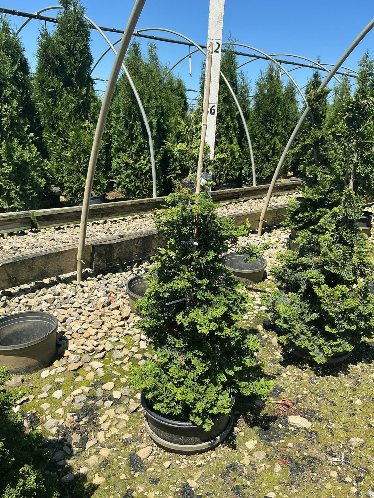 Compact Hinoki False Cypress in a nursery container showing its dense, conical dark green foliage on a gravel bed.
