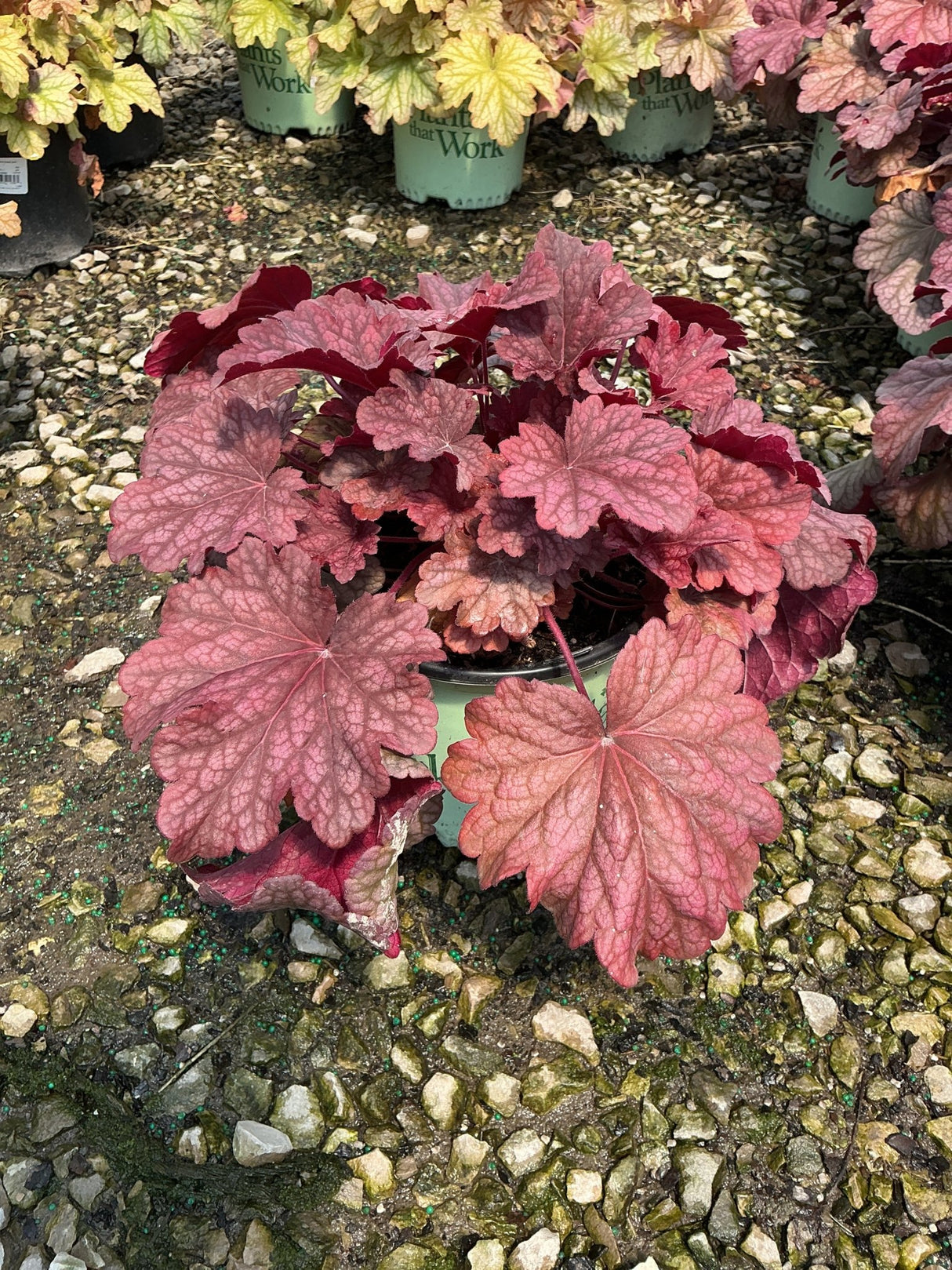 Berry Smoothie Coral Bells Heuchera displaying rich rose and burgundy lobed foliage in a nursery container.