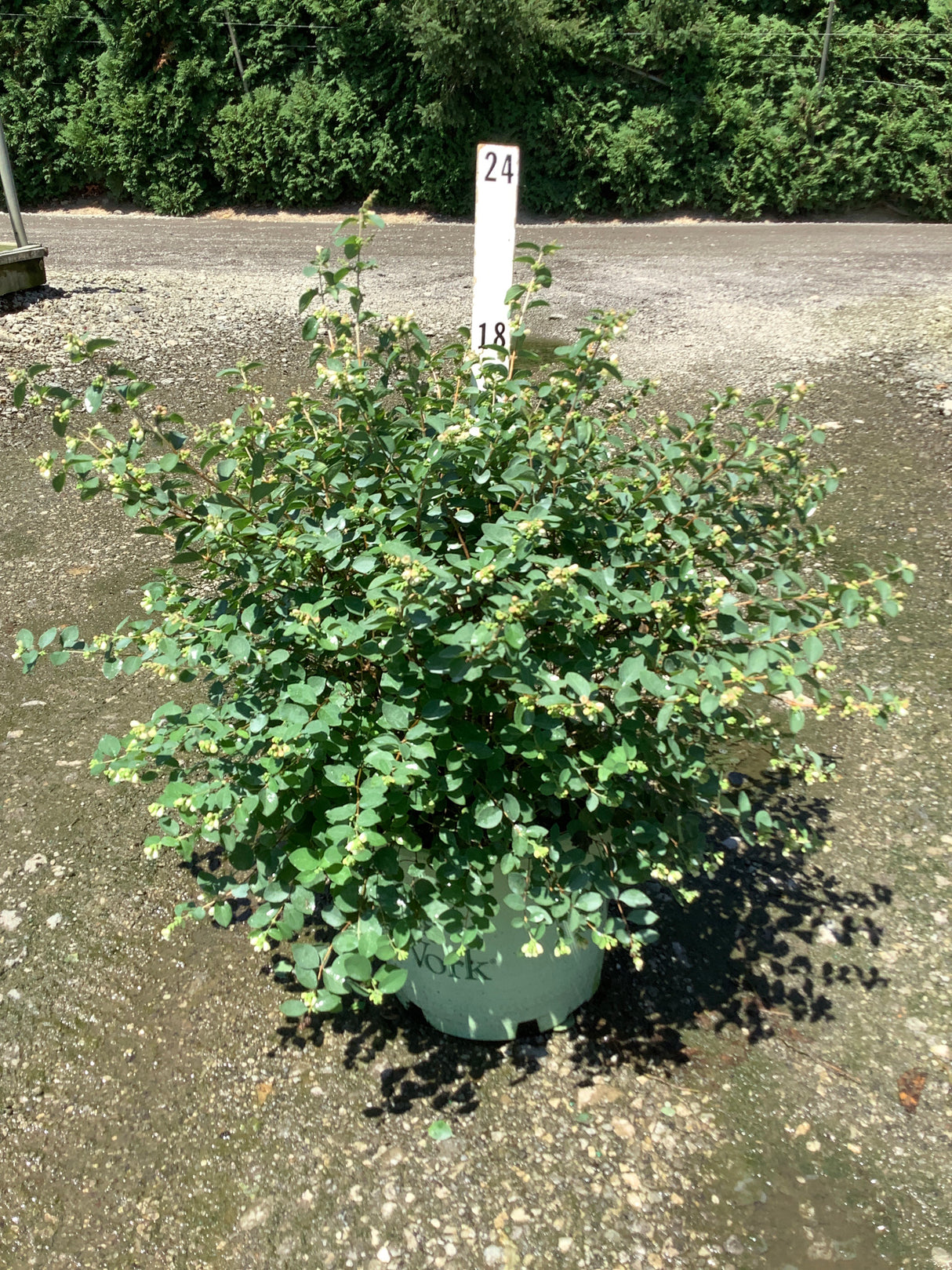 Sweet Sensation Snowberry shrub in a #3 container showing dense green foliage and small white flower buds in early summer.