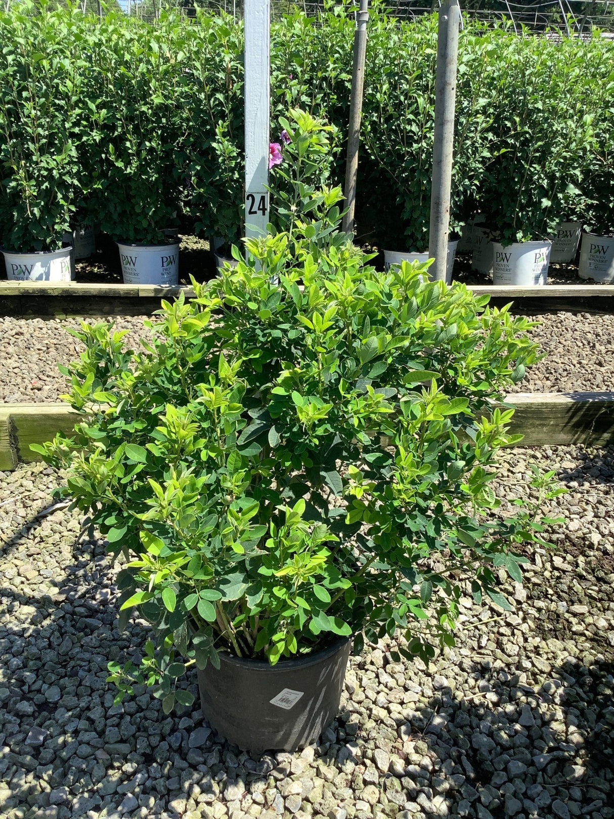 Gibraltar Bush Clover shrub in a #3 container, showing dense mounded green foliage at a nursery.
