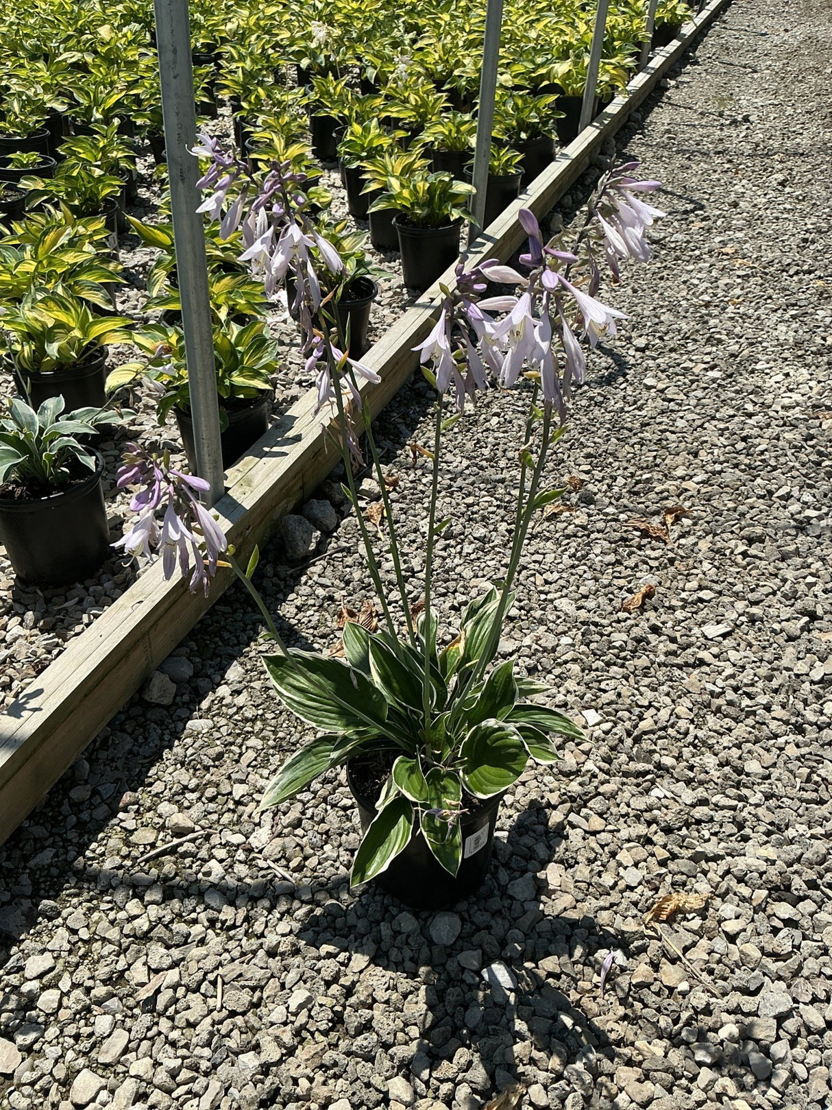 Francee Hosta in a #1 container displaying variegated green and white foliage with tall lavender flower scapes.
