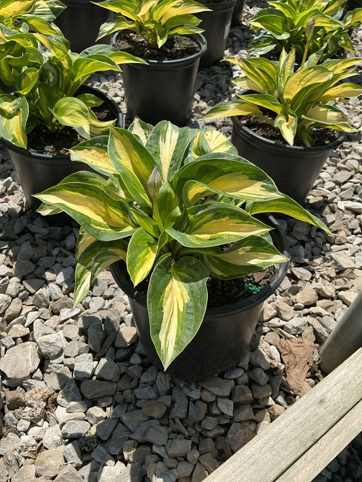 Great Expectations Hosta in a black nursery container showing bold green leaves with creamy yellow centers.