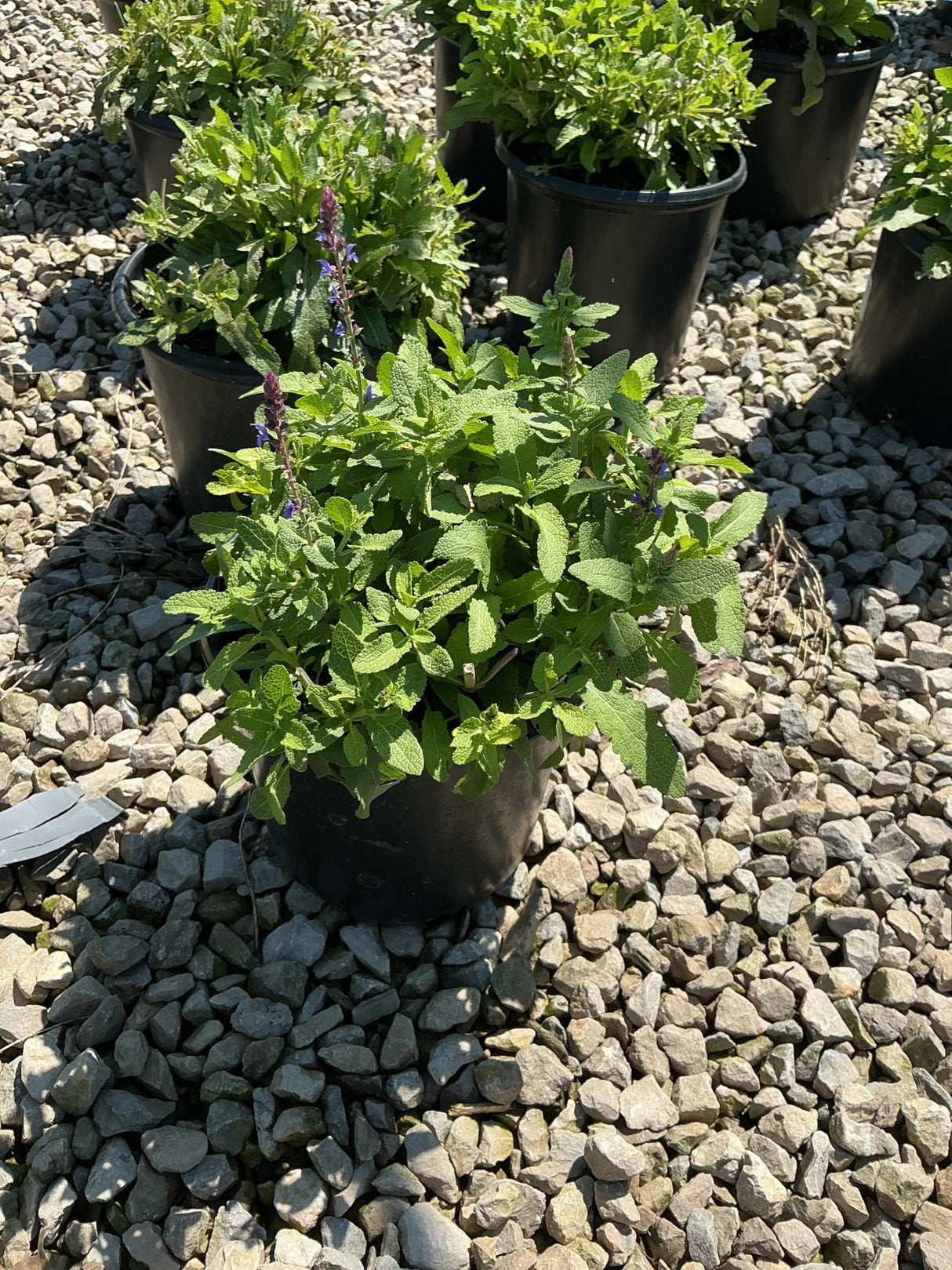 Marcus Salvia growing in a black nursery container with blue-purple flower spikes rising above textured green foliage.